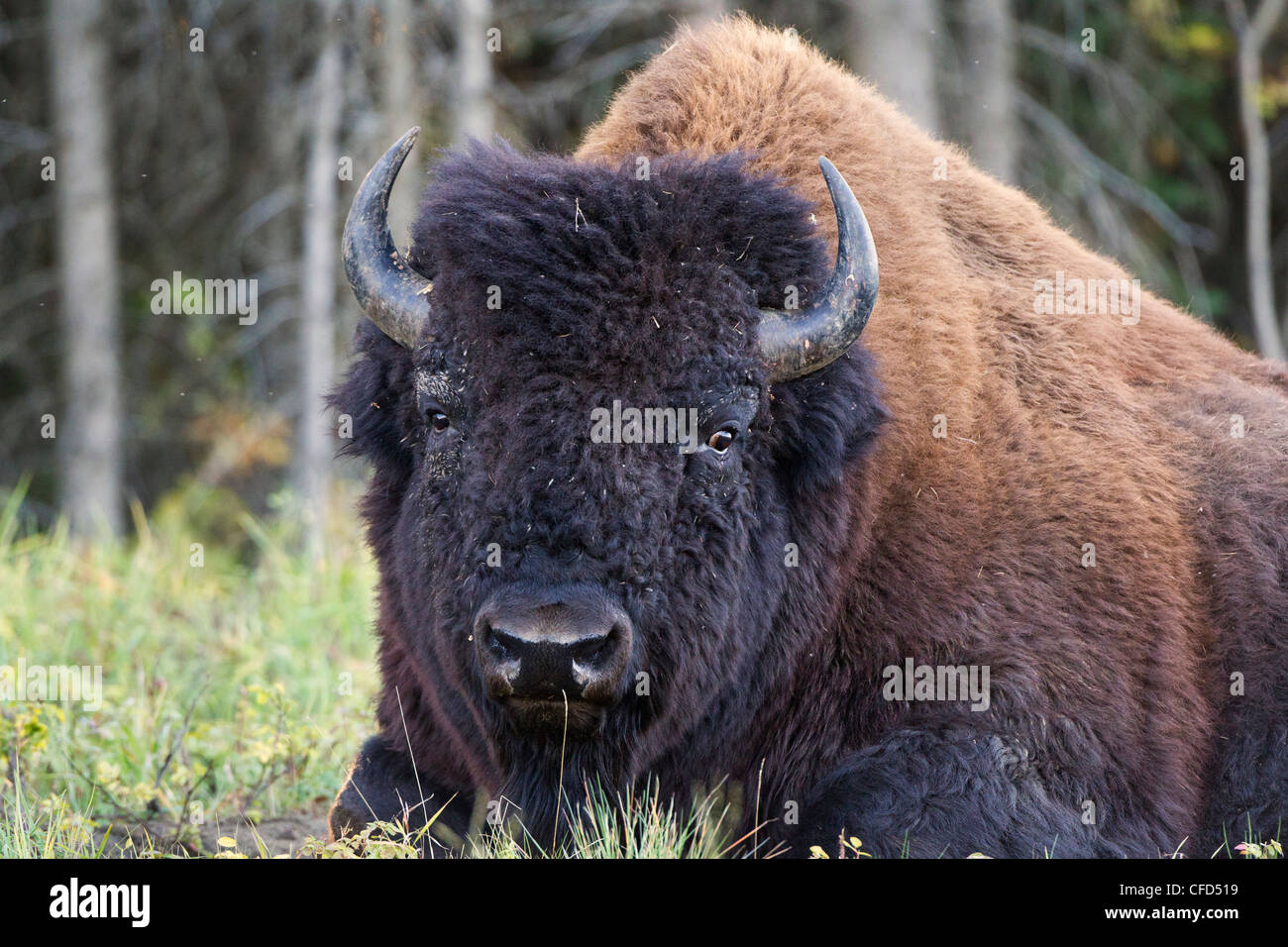 Legno bison bison bison athabascae bull lungo Foto Stock