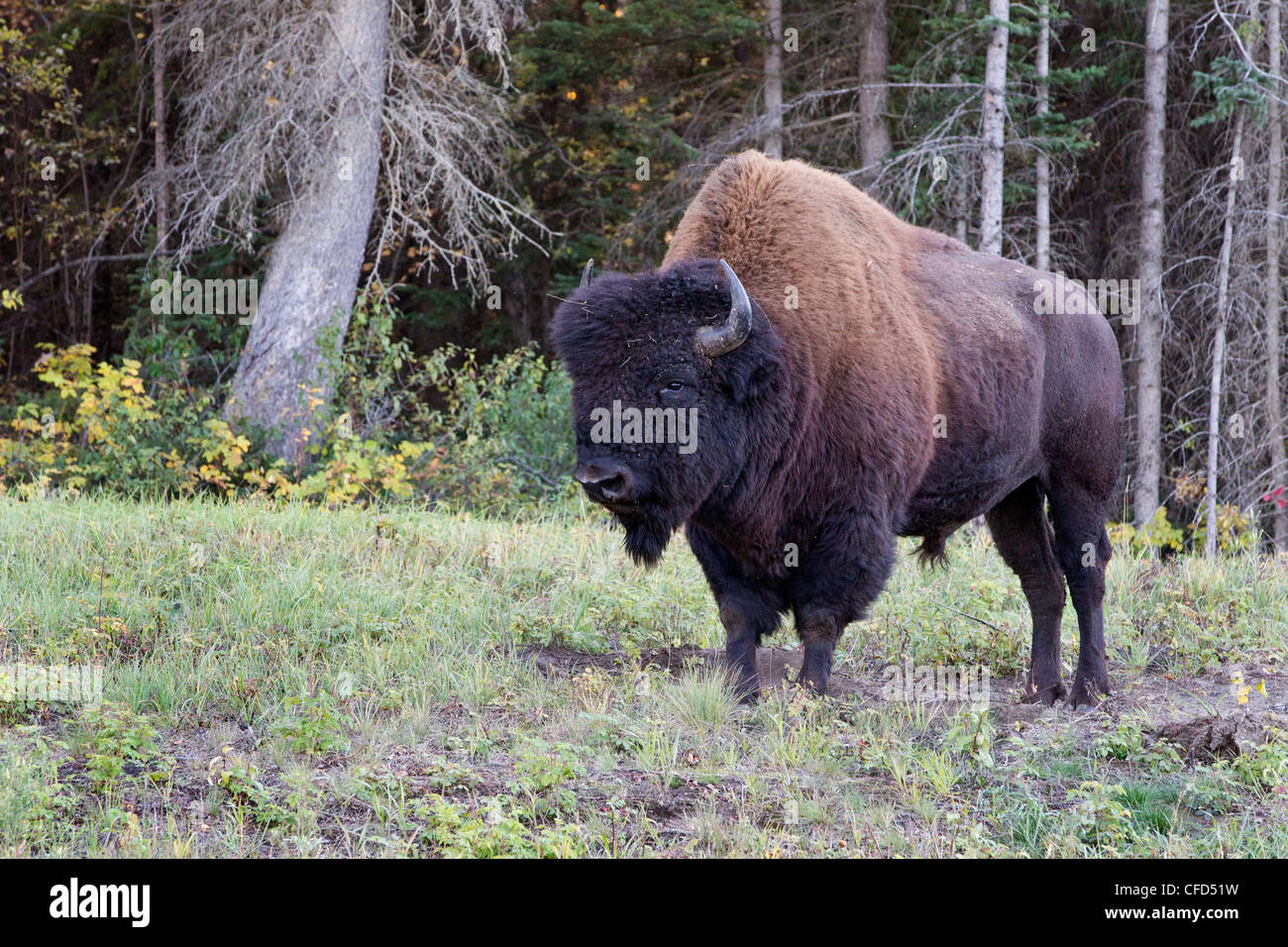Legno bison bison bison athabascae bull lungo Foto Stock Legno bison bison bison athabascae bull lungo Foto Stock
