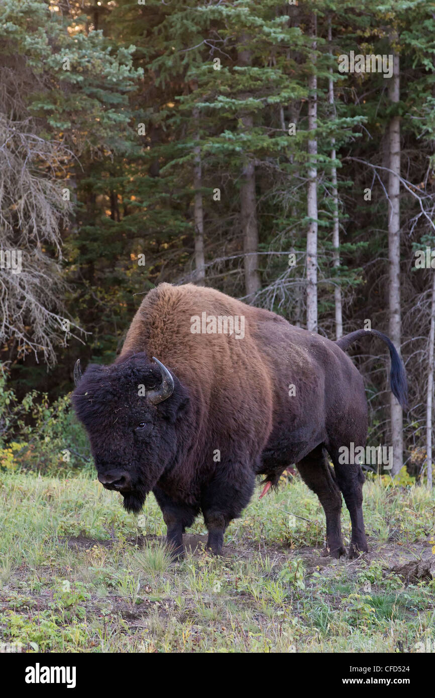 Legno bison bison bison athabascae bull lungo Foto Stock Legno bison bison bison athabascae bull lungo Foto Stock