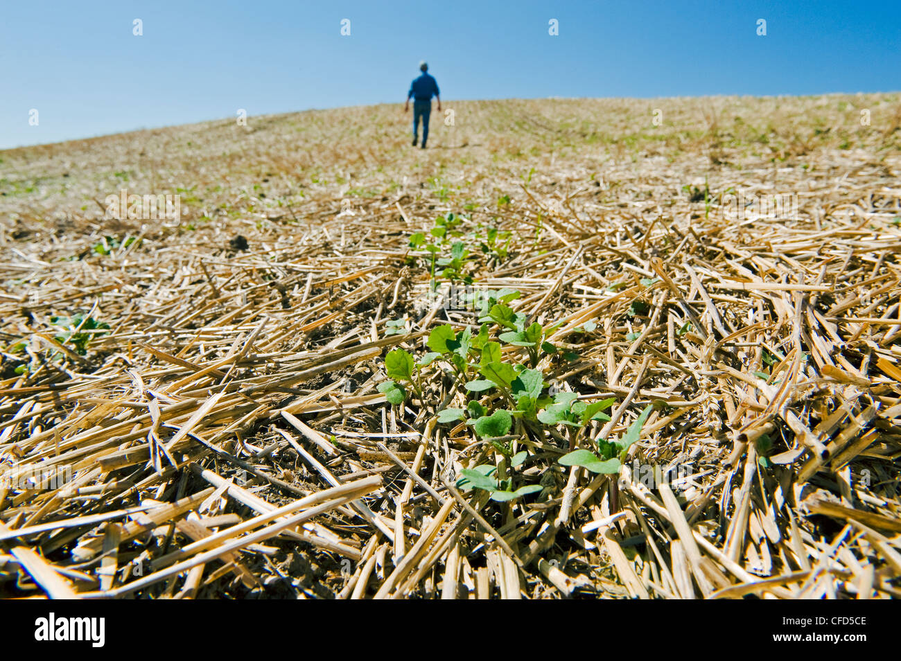 Un agricoltore scout di crescita precoce canola in uno zero fino a grano campo di stoppie, Tiger colline, Manitoba, Canada Foto Stock