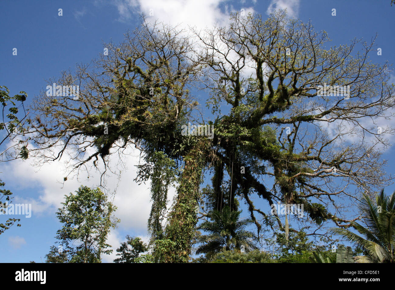 Ceiba Tree in Costa Rica Foto Stock