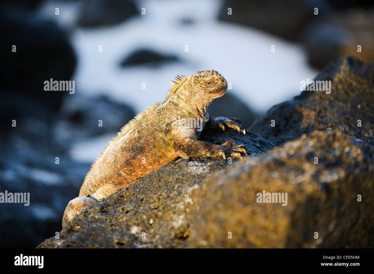 Iguana marina (Amblyrhynchus cristatus), Turtle Bay, Isla Santa Cruz, Isole Galapagos, Sito Patrimonio Mondiale dell'UNESCO, Ecuador Foto Stock