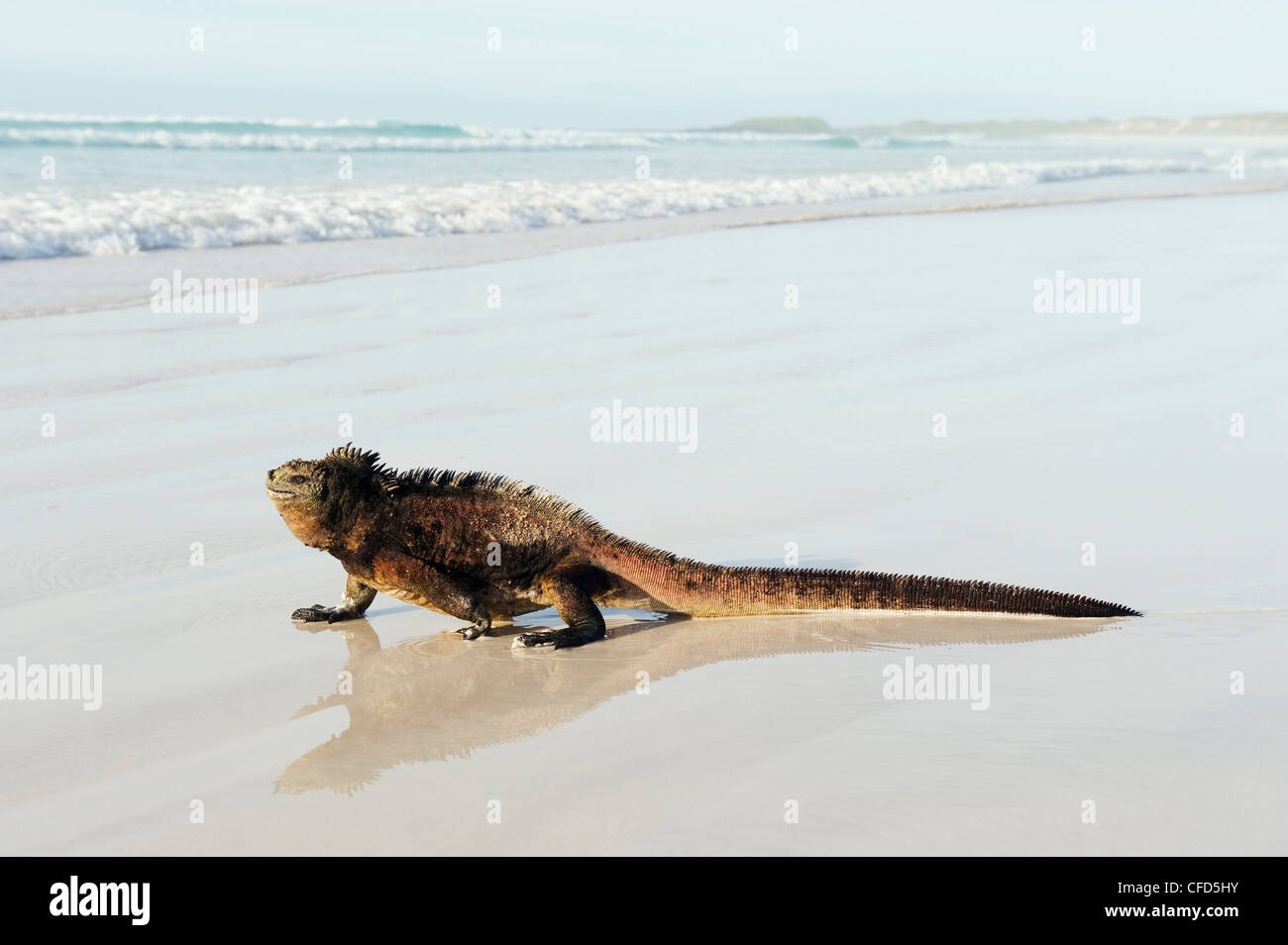 Iguana marina (Amblyrhynchus cristatus), Turtle Bay, Isla Santa Cruz, Isole Galapagos, Sito Patrimonio Mondiale dell'UNESCO, Ecuador Foto Stock