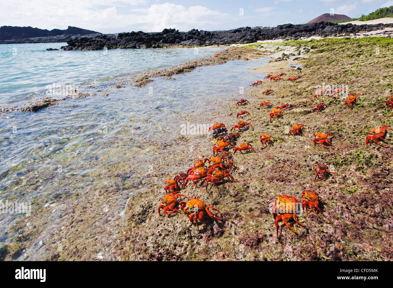 Sally Lightfoot crab (Grapsus Grapsus), Baia di Sullivan, Isla Santiago, Isole Galapagos, Sito Patrimonio Mondiale dell'UNESCO, Ecuador Foto Stock