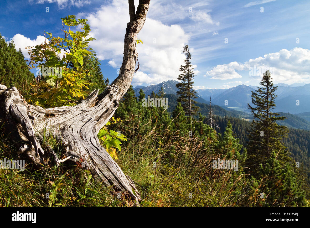 Weathered acero di monte albero in Blauberge montagne, vista sulla valle Achental, Alpi Austria, Europa Foto Stock