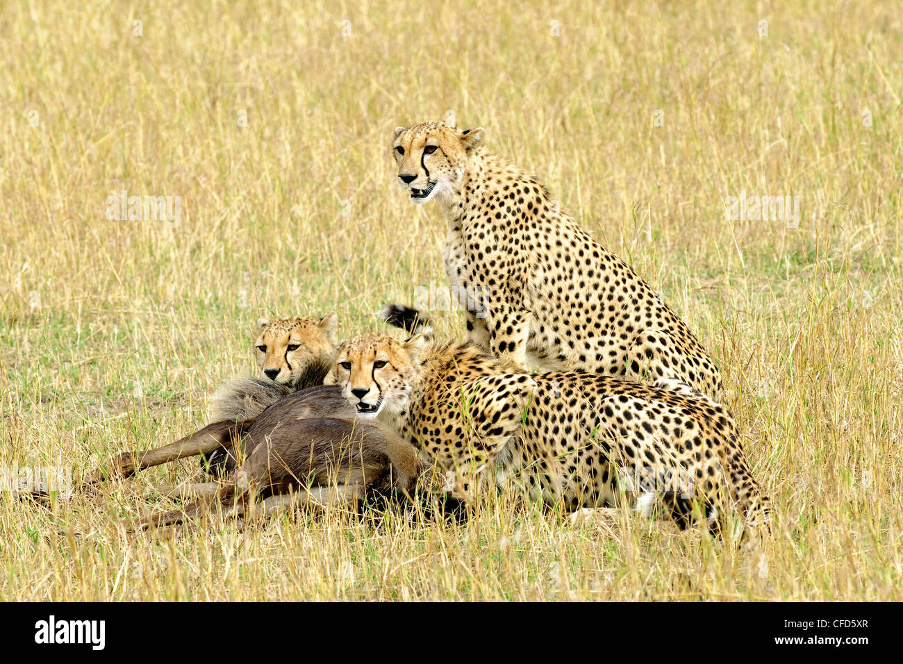 Madre ghepardo Acinonyx jubatus & due adulti Foto Stock