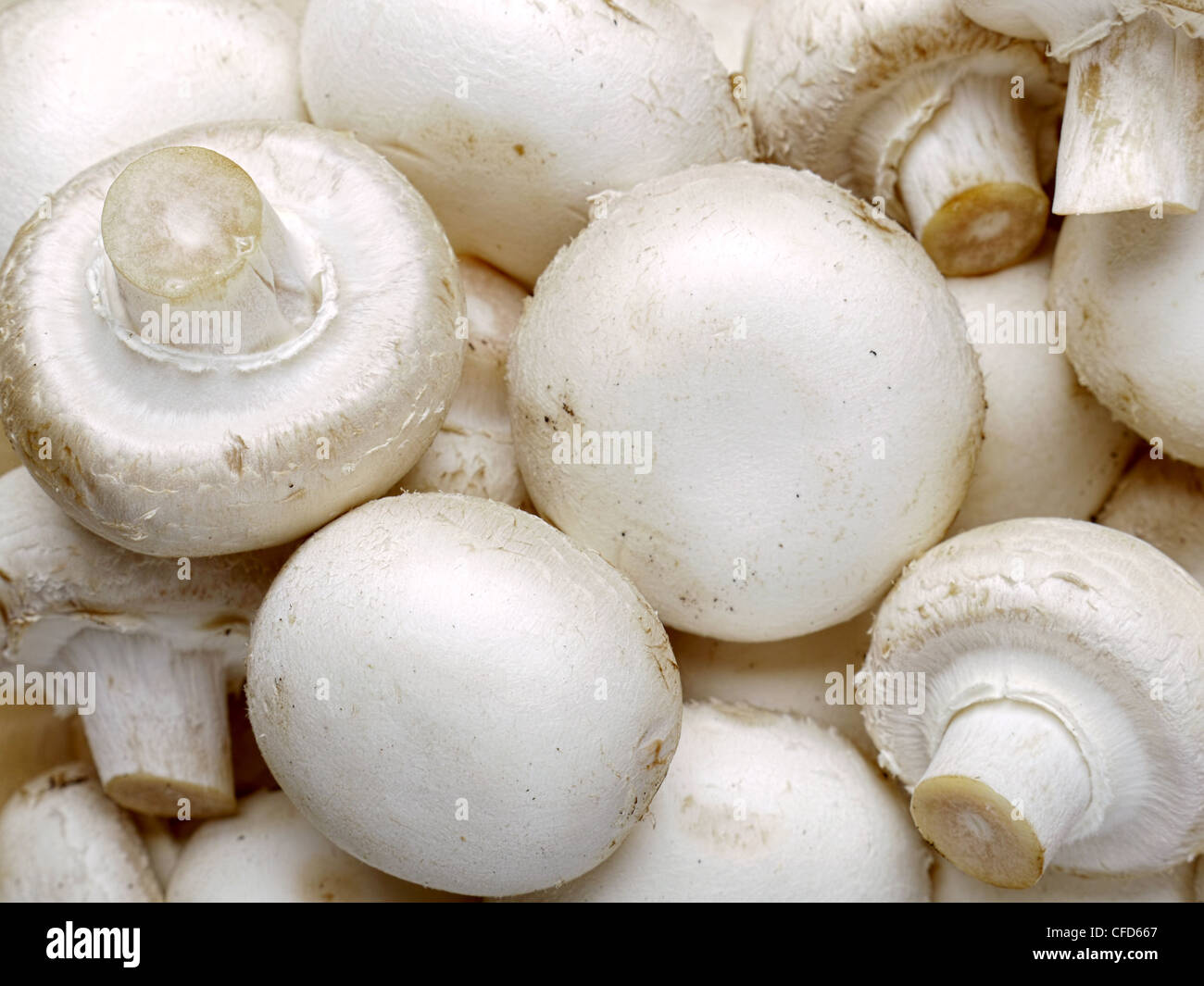 Colpo di sfondo di funghi comuni Foto Stock