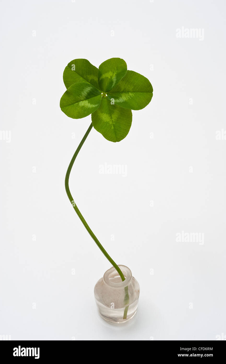 Quattro leaf clover su sfondo bianco Foto Stock
