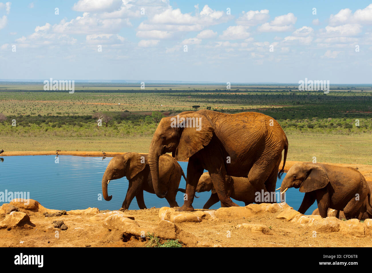 Elefante africano (Loxodonta africana) al foro per l'acqua, parco nazionale orientale di Tsavo, Kenya, Africa orientale, Africa Foto Stock