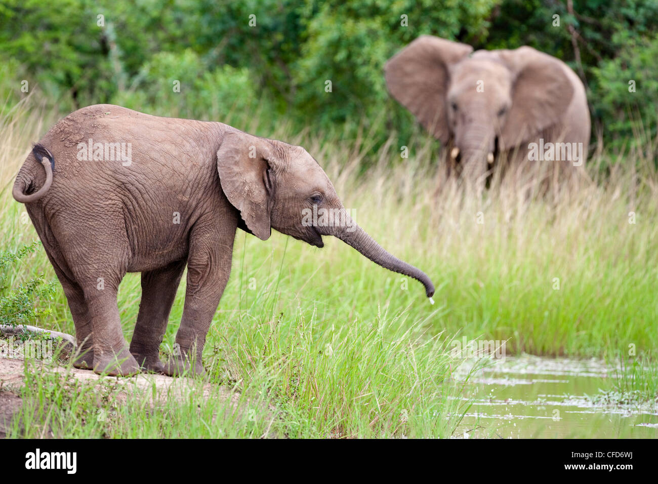 I giovani dell' elefante africano (Loxodonta africana) bere, Hluhluwe Umfolozi Park, Kwazulu Natal, Sud Africa e Africa Foto Stock