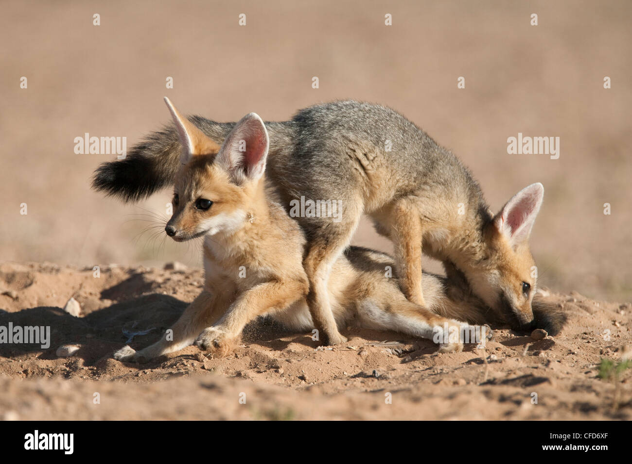 Capo volpe (Vulpes vulpes chama) cubs giocando, Kgalagadi Parco transfrontaliero, Northern Cape, Sud Africa e Africa Foto Stock