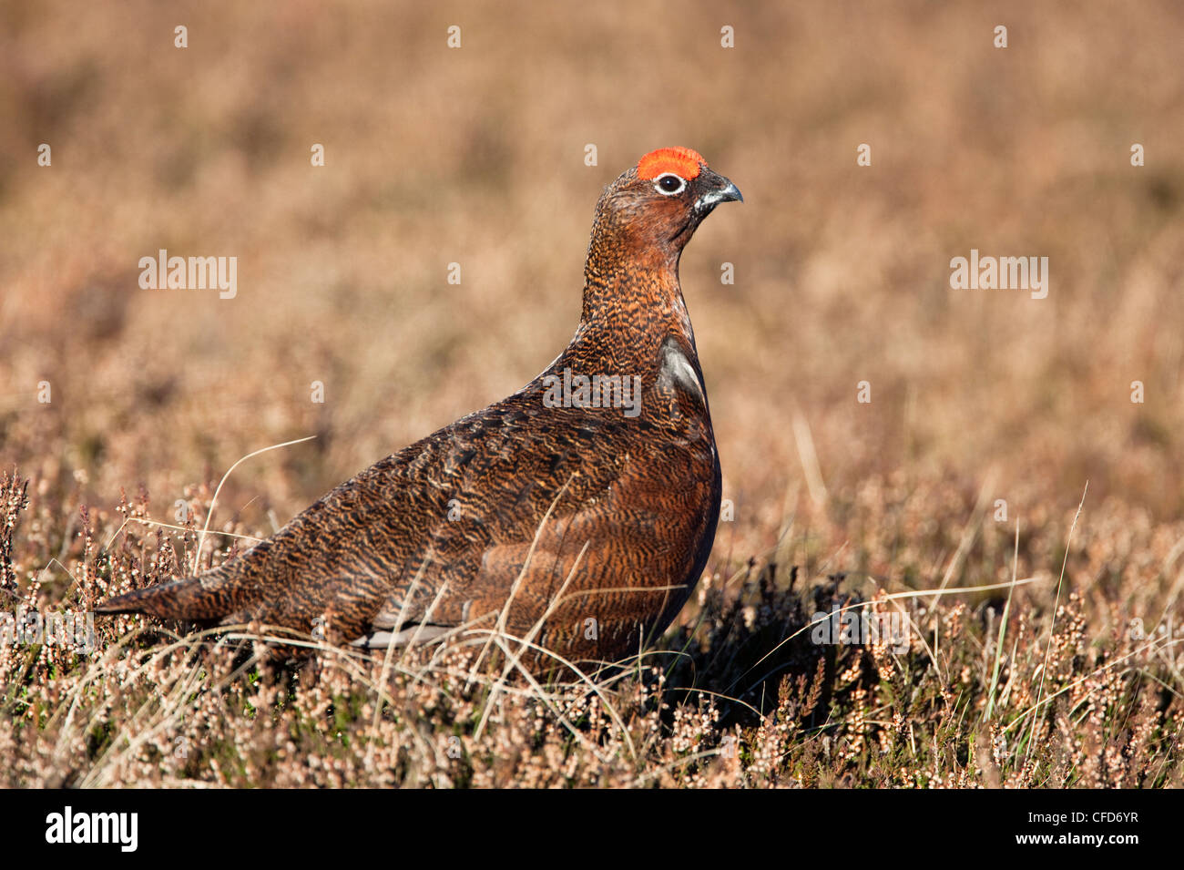 Red Grouse (Lagopus lagopus), maschio, in heather, County Durham, England, Regno Unito, Europa Foto Stock