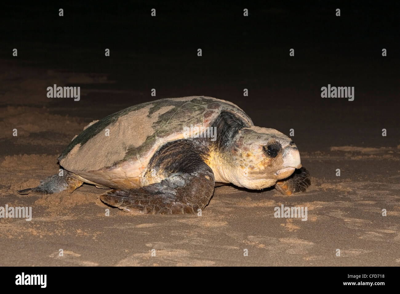 Tartaruga marina Caretta - Caretta), muovendo da nido a mare di notte, Banga Nek, Kwazulu Natal, Sud Africa e Africa Foto Stock