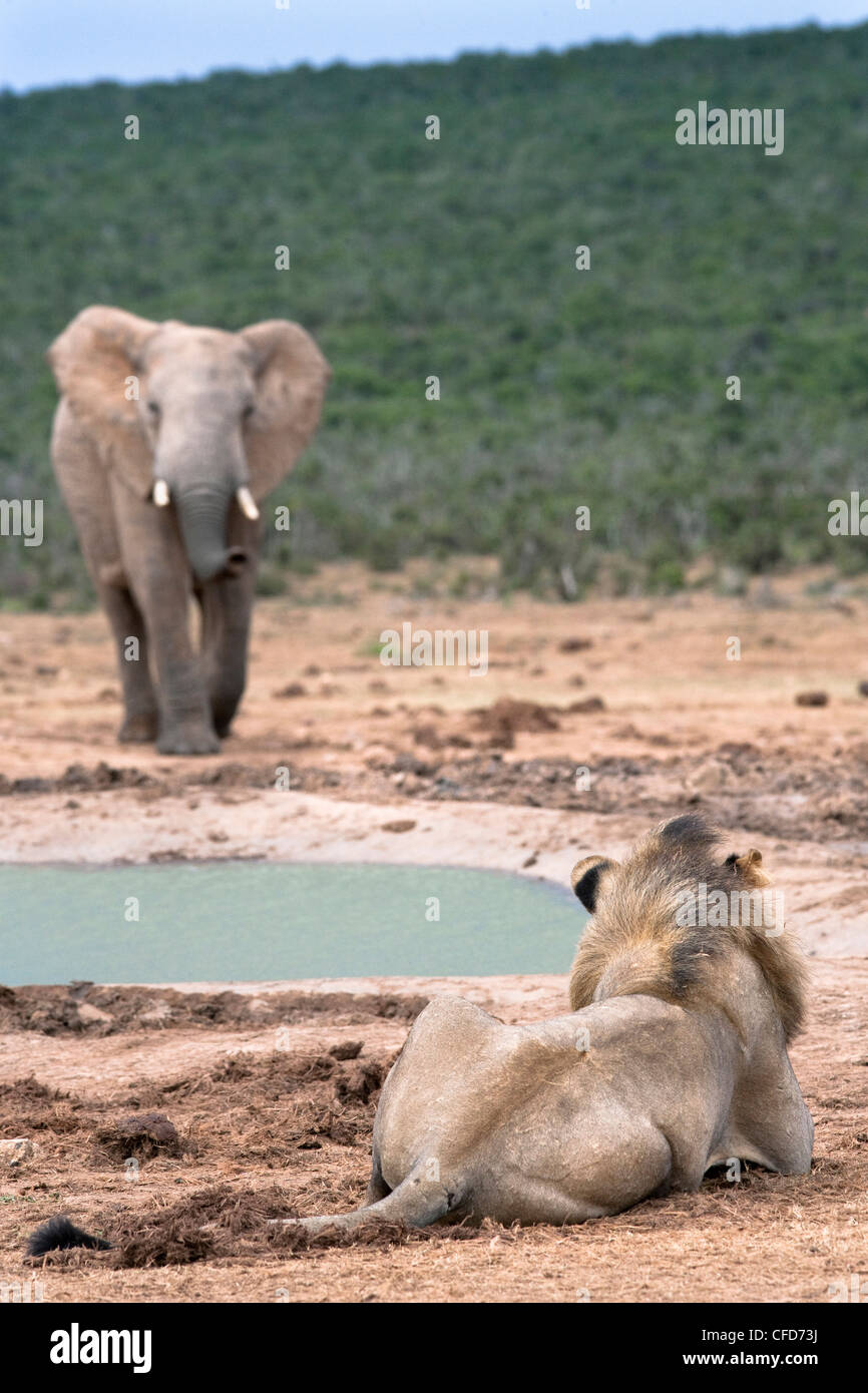 Leone maschio (Panthera leo), il Parco Nazionale di Addo, Capo orientale, Sud Africa e Africa Foto Stock