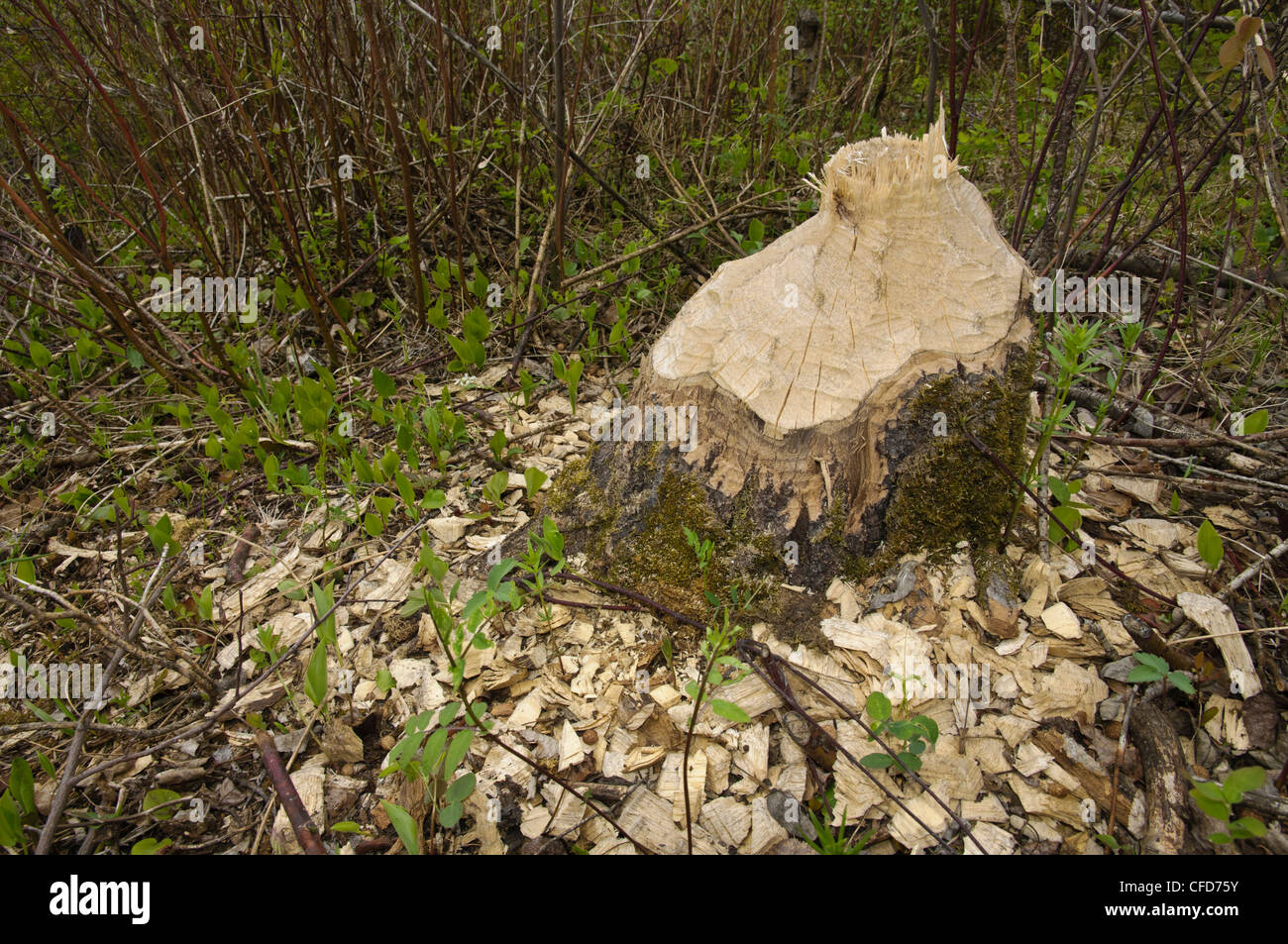 Ceppo di albero masticati da beaver, mostrando i trucioli di legno e i contrassegni dei denti, Saskatchewan, Canada Foto Stock