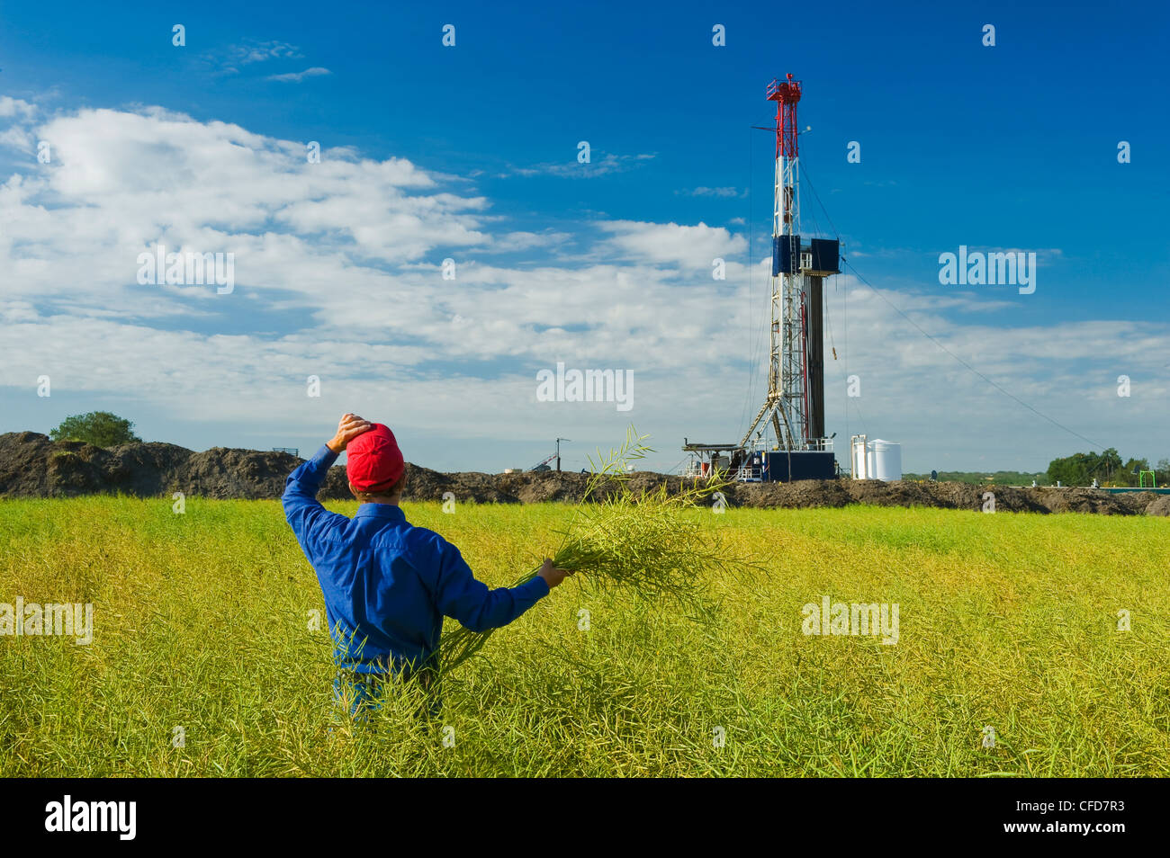 Un uomo si affaccia su un campo di fase pod canola con un olio impianto di perforazione in background, vicino Sinclair, Manitoba, Canada Foto Stock