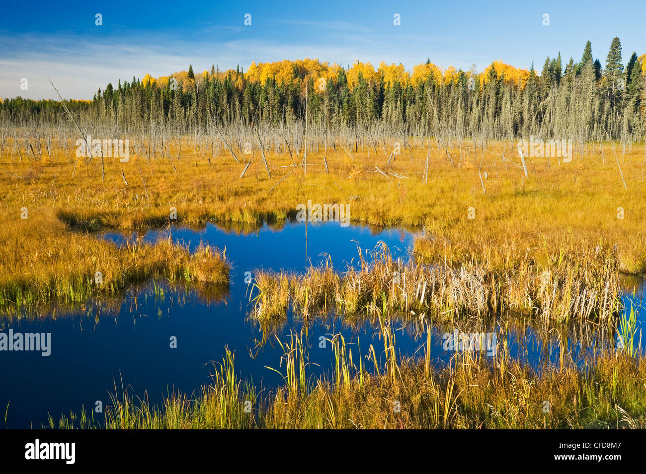 Bog, Prince Albert National Park, Saskatchewan, Canada Foto Stock