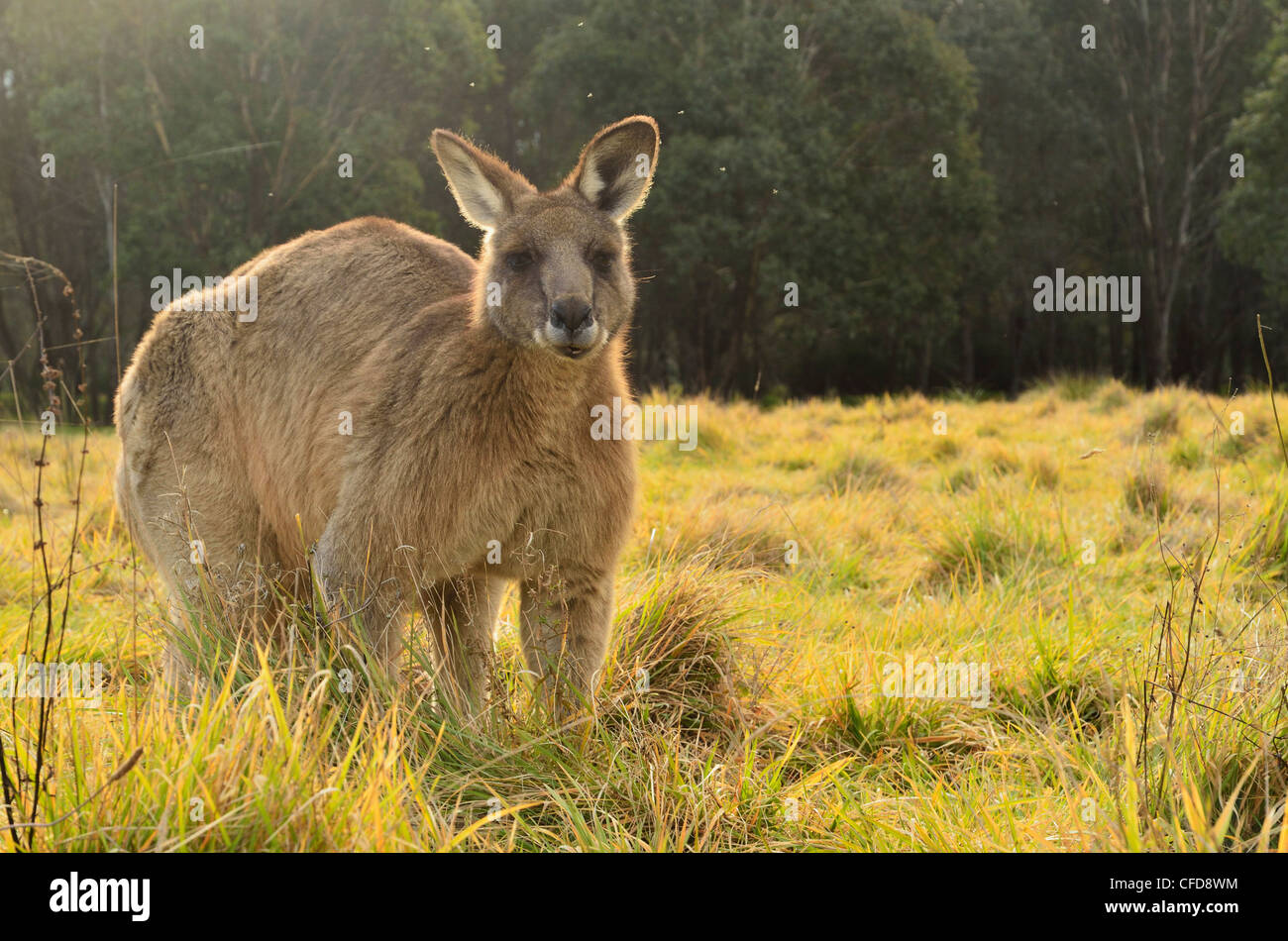 Grigio orientale canguro, Geehi, Kosciuszko National Park, New South Wales, Australia Pacific Foto Stock