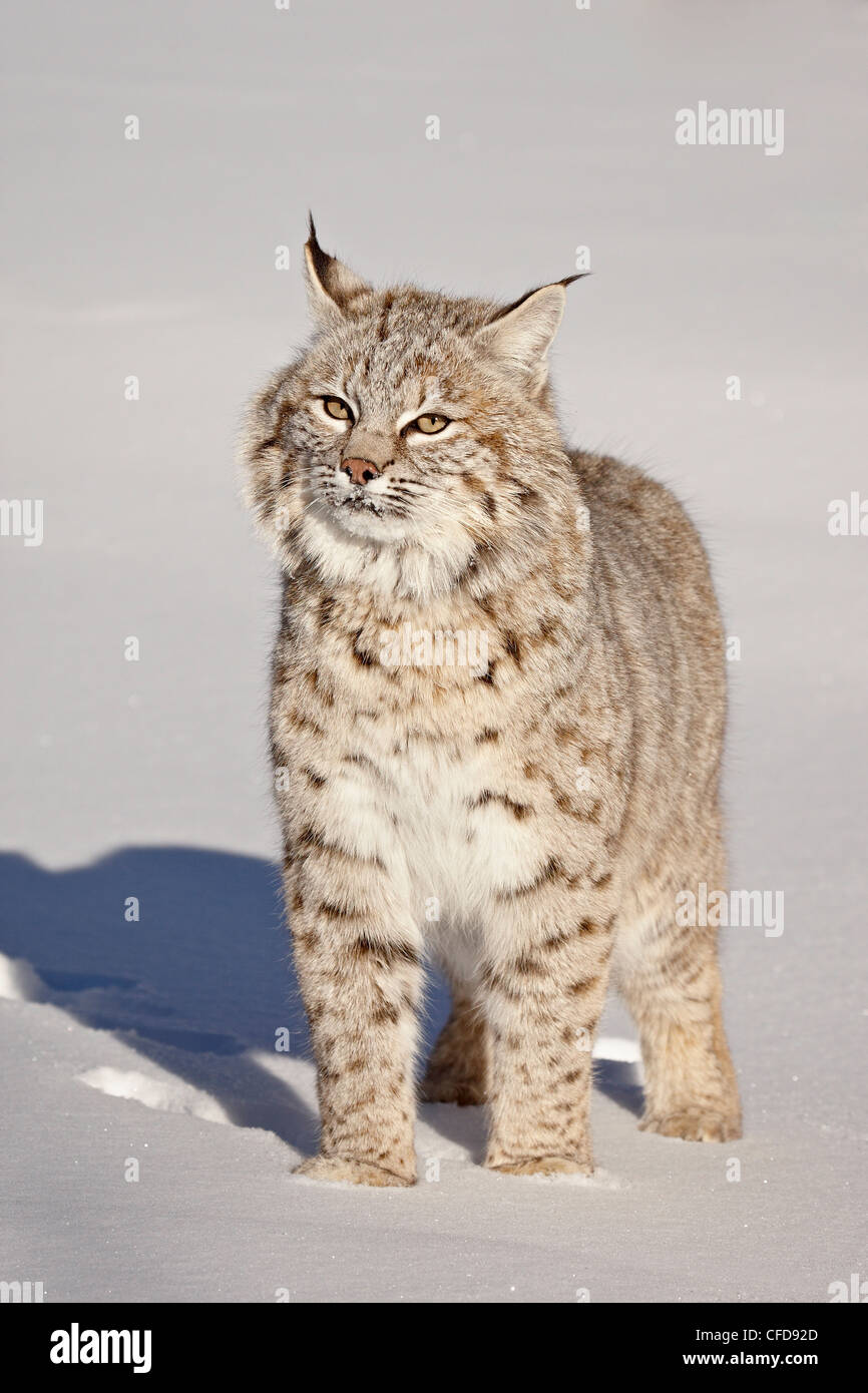 Bobcat (Lynx rufus) nella neve in cattività, vicino a Bozeman, Montana, Stati Uniti d'America, Foto Stock