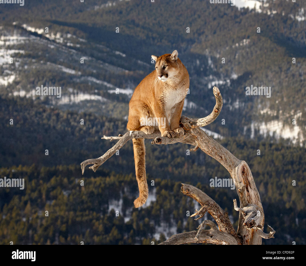 Mountain Lion (Cougar) (Felis concolor) in una struttura ad albero nella neve, in cattività, vicino a Bozeman, Montana, Stati Uniti d'America Foto Stock