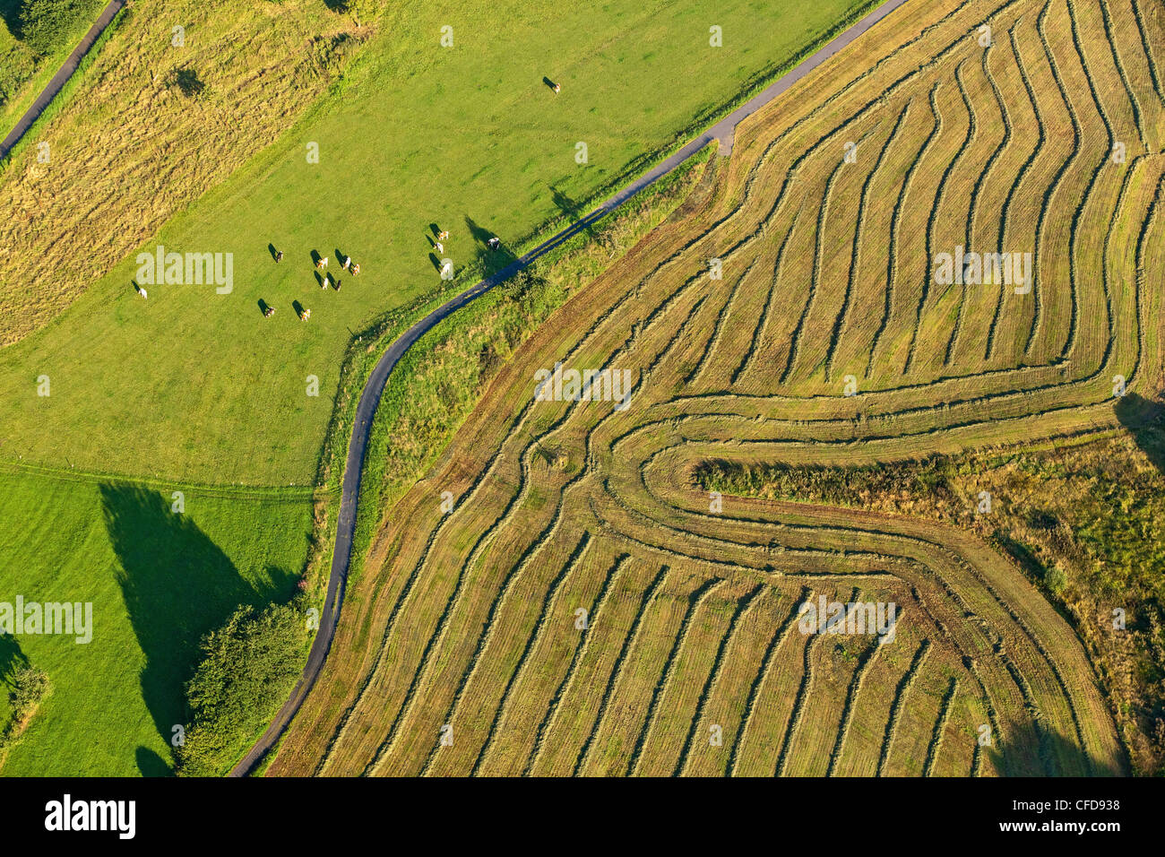 Vista aerea di un prato falciato, Eifel, Renania Palatinato, Germania, Europa Foto Stock