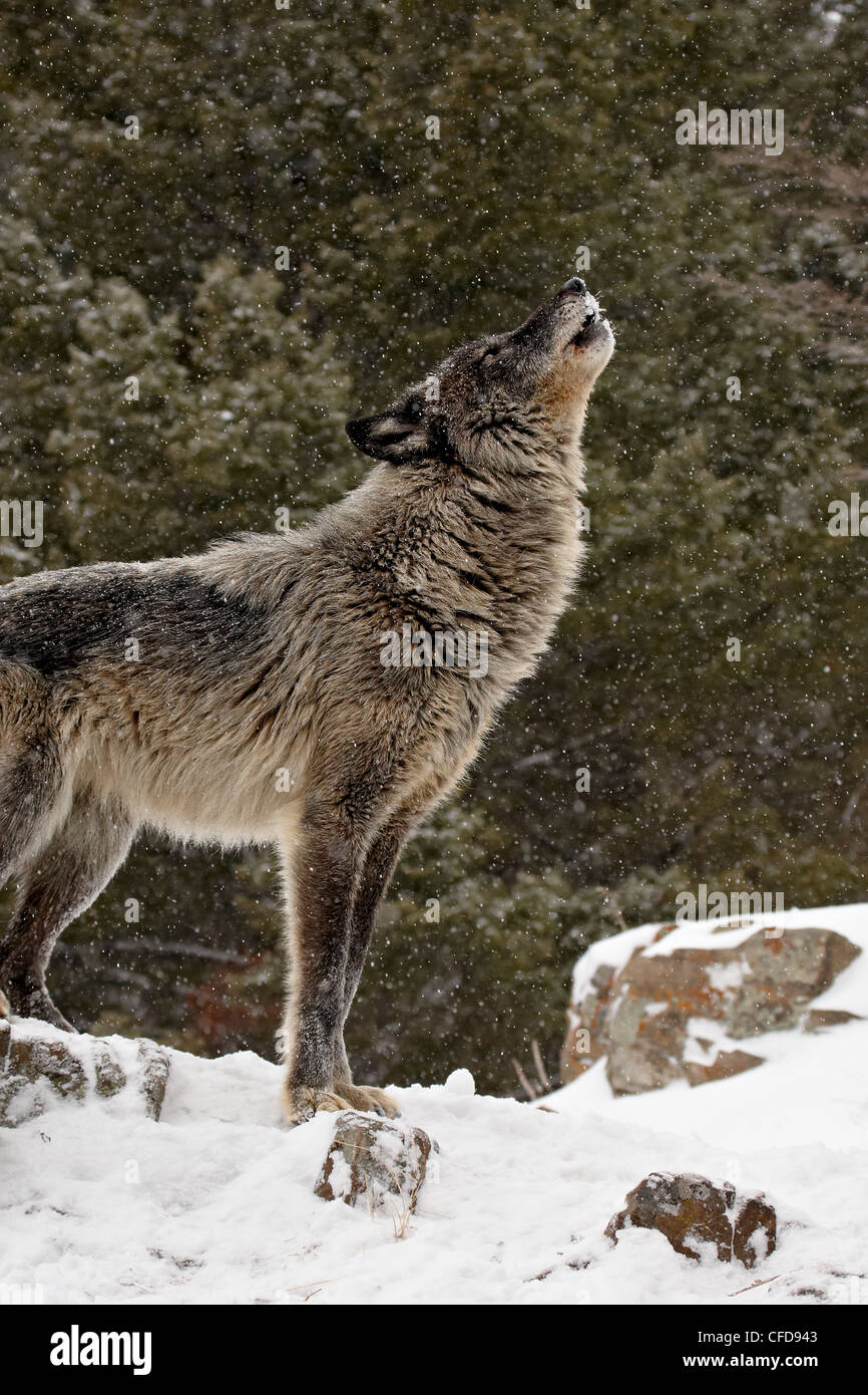 Captive lupo (Canis lupus) ululati nella neve, vicino a Bozeman, Montana, Stati Uniti d'America, Foto Stock