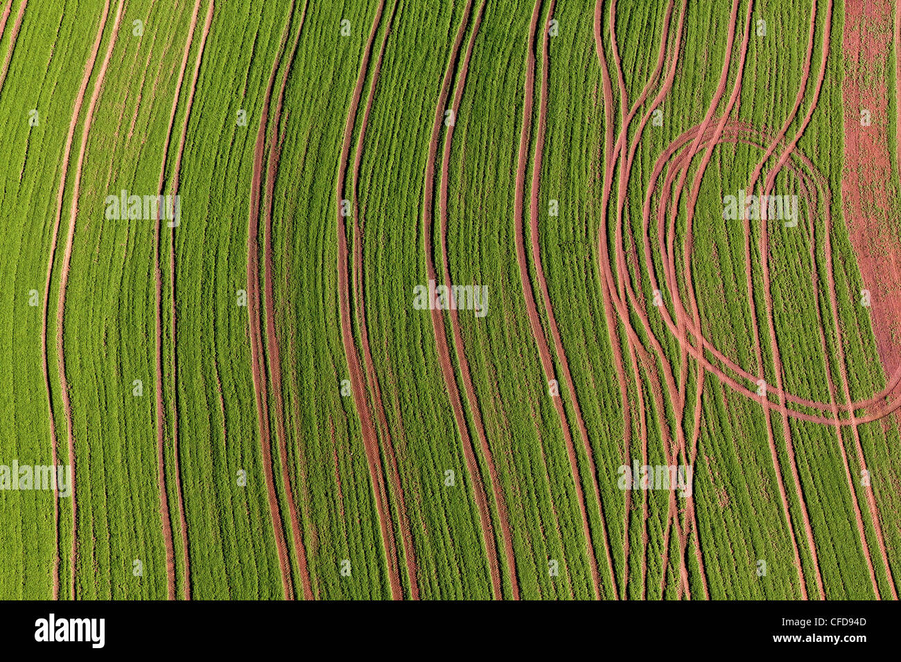 Vista aerea di un prato falciato, Eifel, Renania Palatinato, Germania, Europa Foto Stock