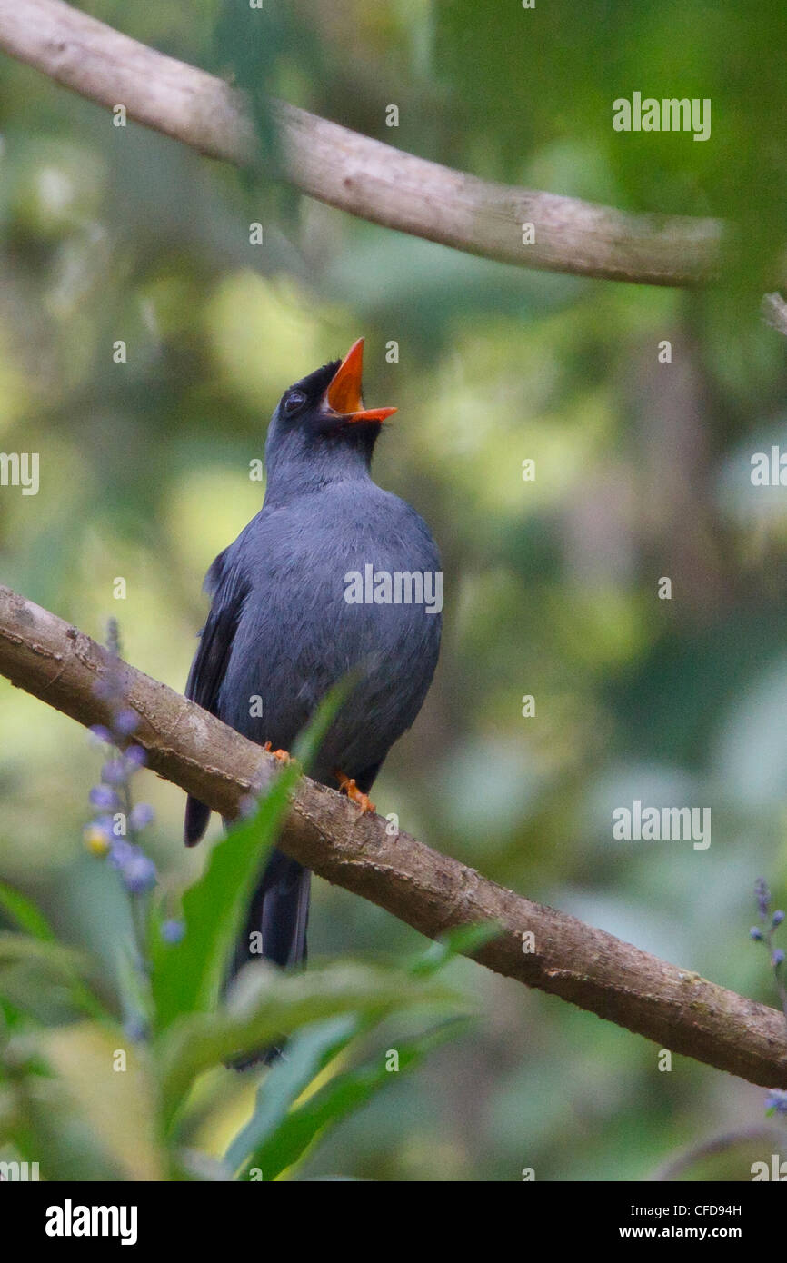 Nero-di fronte Solitaire (Myadestes melanops) appollaiato su un ramo in Costa Rica. Foto Stock