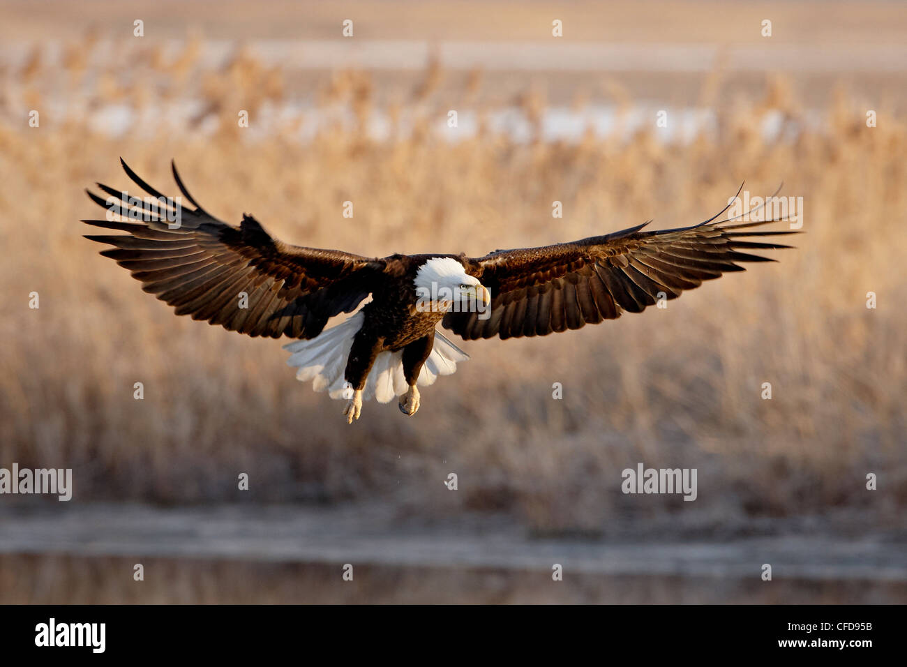 Aquila calva (Haliaeetus leucocephalus) in volo su approccio finale, Farmington Bay, Utah, Stati Uniti d'America, Foto Stock