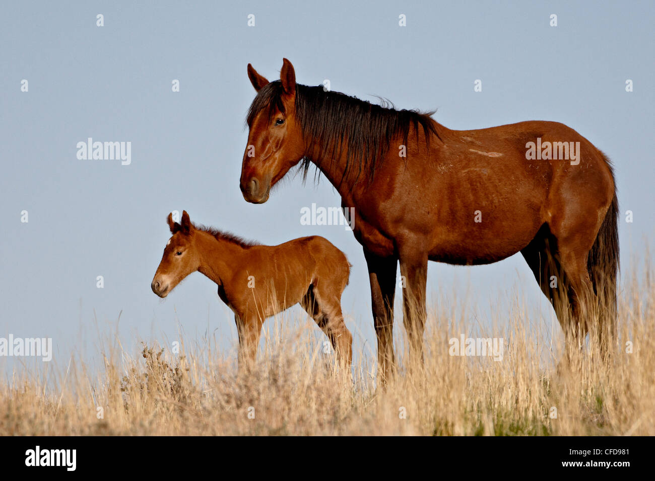 Wild Horse (Equus caballus) mare e puledro, Green River, Wyoming negli Stati Uniti d'America, Foto Stock