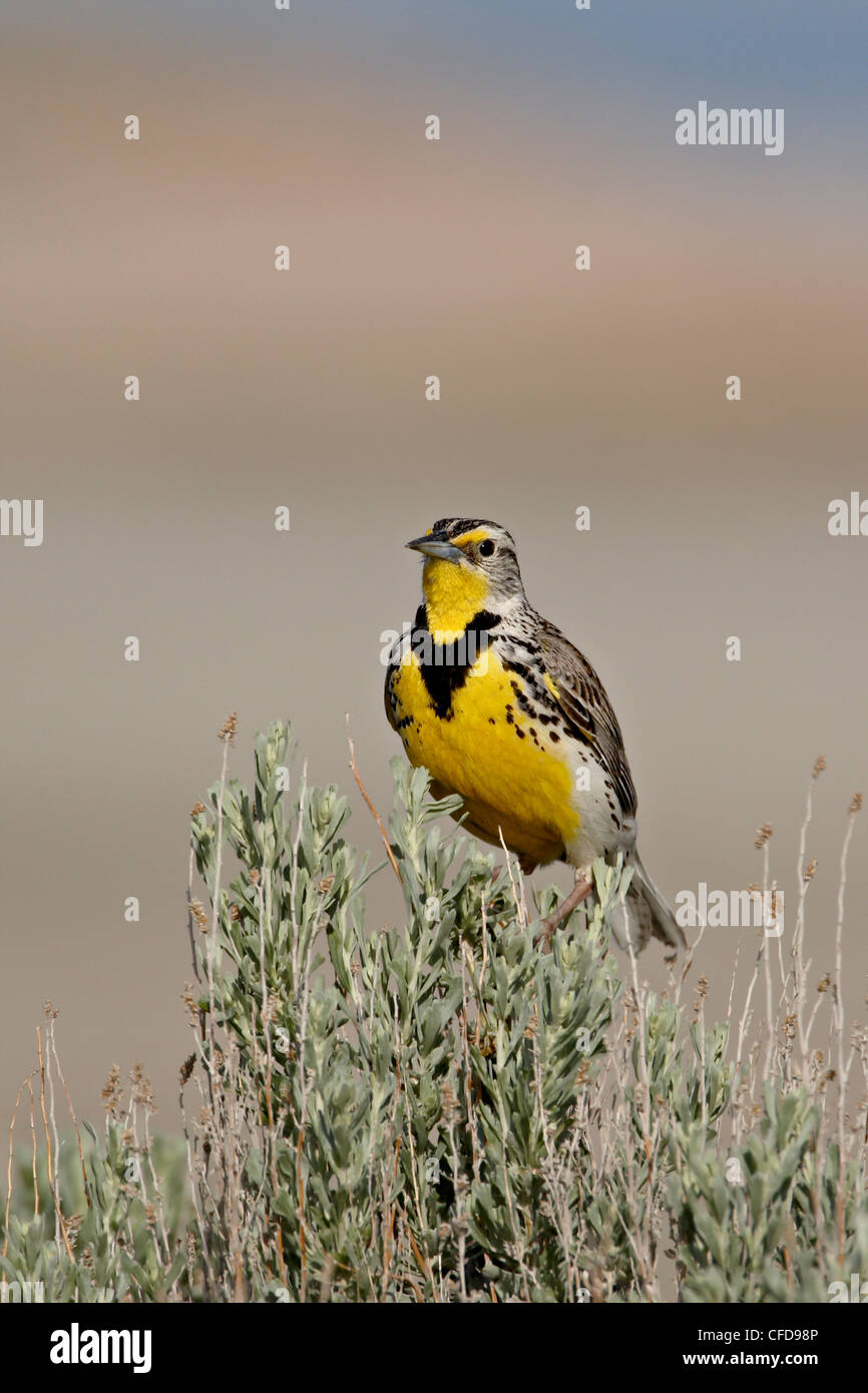 Western meadowlark (Sturnella neglecta), Antelope Island State Park, Utah, Stati Uniti d'America, Foto Stock