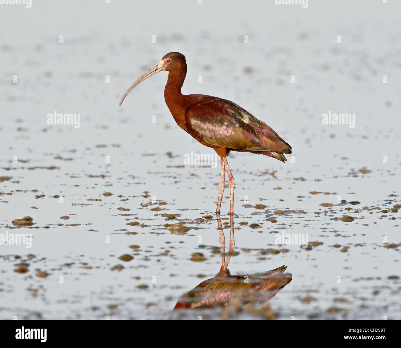 Di fronte bianco-ibis (Plegadis chihi), Antelope Island State Park, Utah, Stati Uniti d'America, Foto Stock