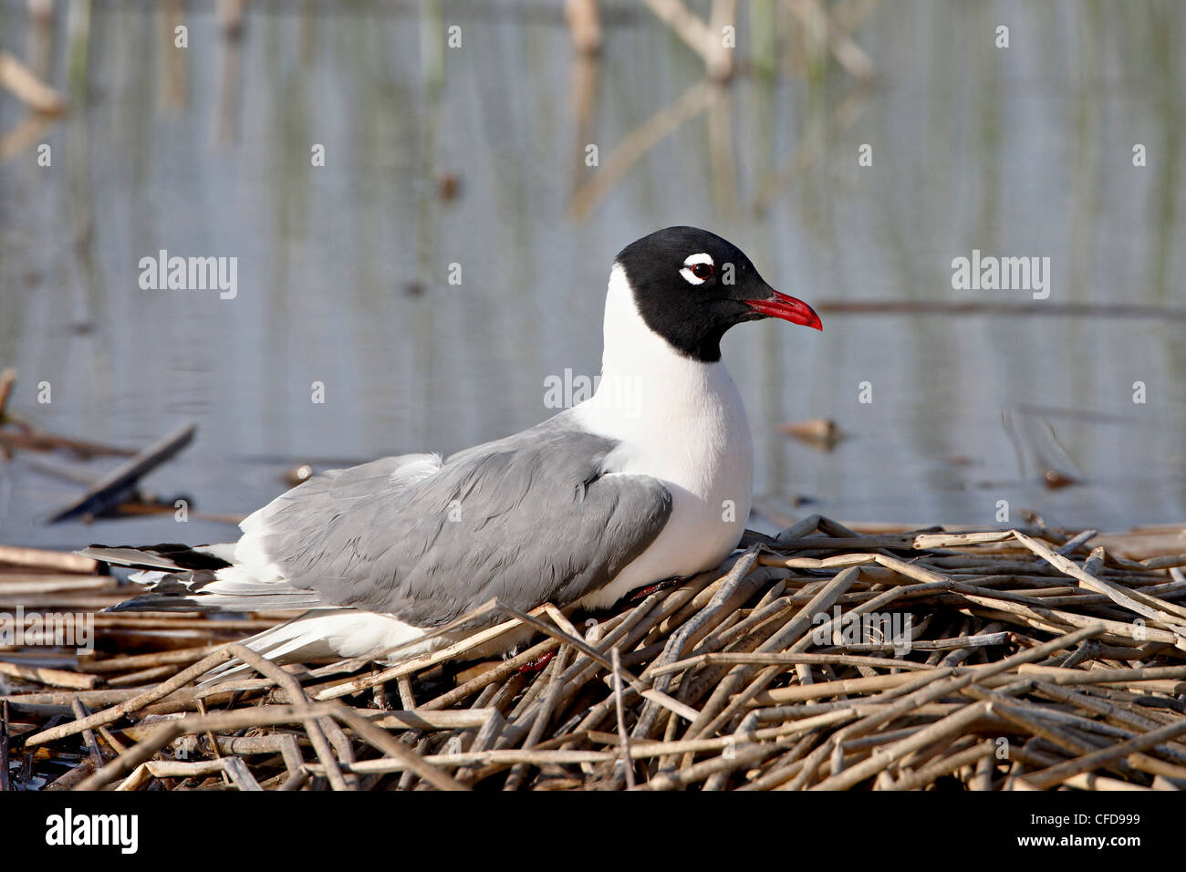 Franklin's gabbiano (Leucophaeus pipixcan), Bear fiume uccello migratore rifugio, Utah, Stati Uniti d'America, Foto Stock