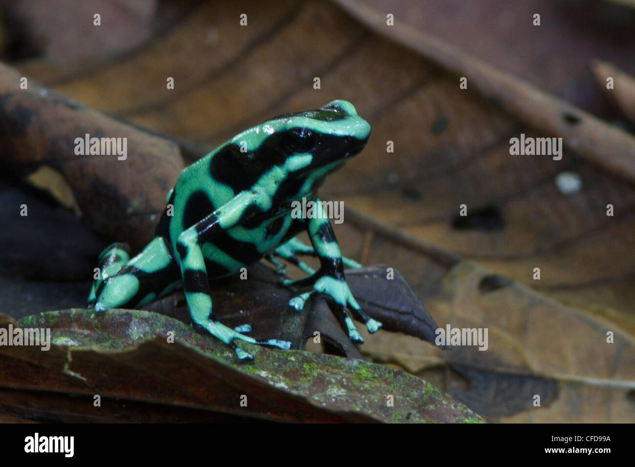 Verde e nero Poison Dart Frog arroccato nella figliata di foglia nella foresta pluviale del Costa Rica. Foto Stock