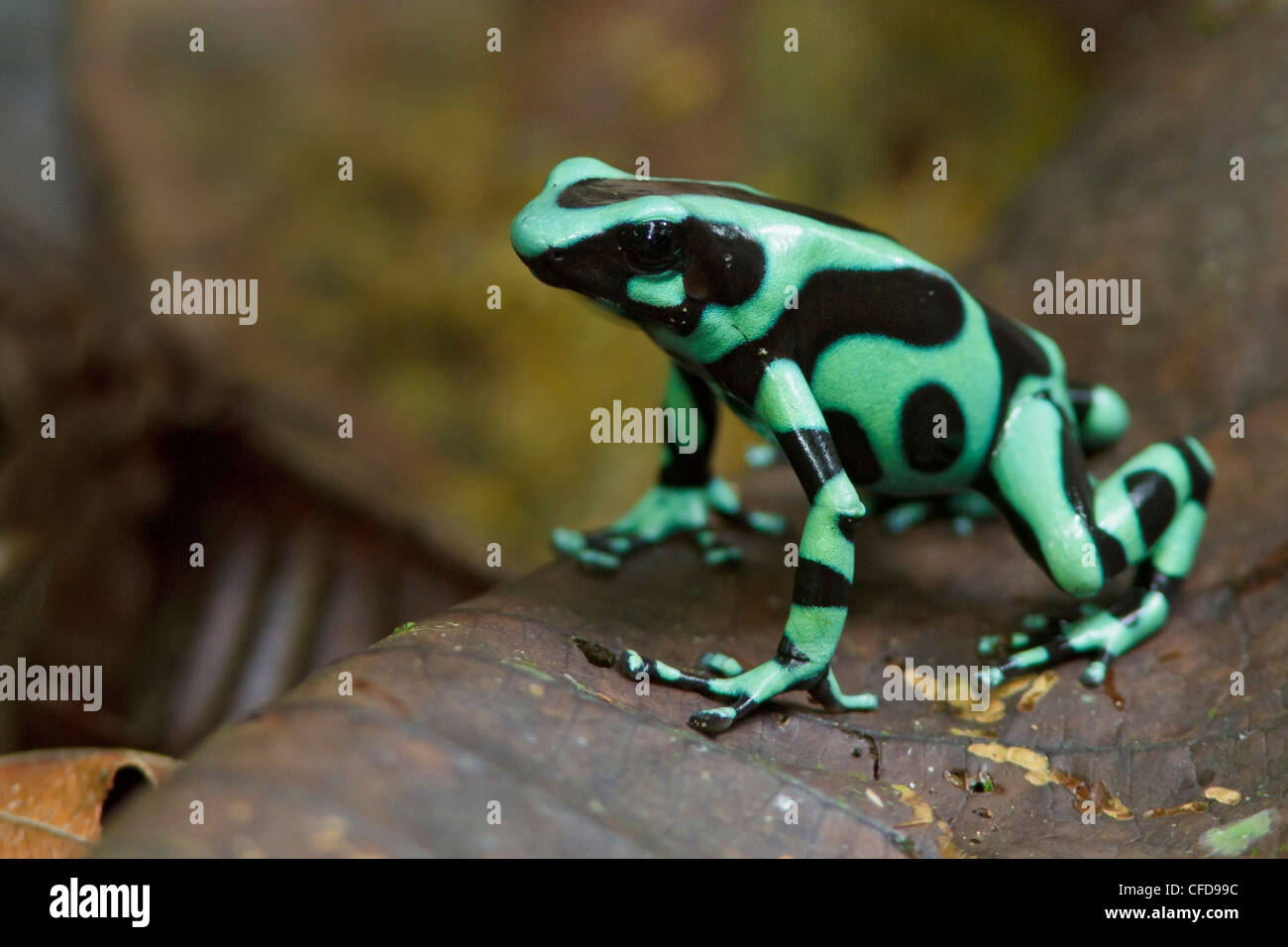 Verde e nero Poison Dart Frog arroccato nella figliata di foglia nella foresta pluviale del Costa Rica. Foto Stock