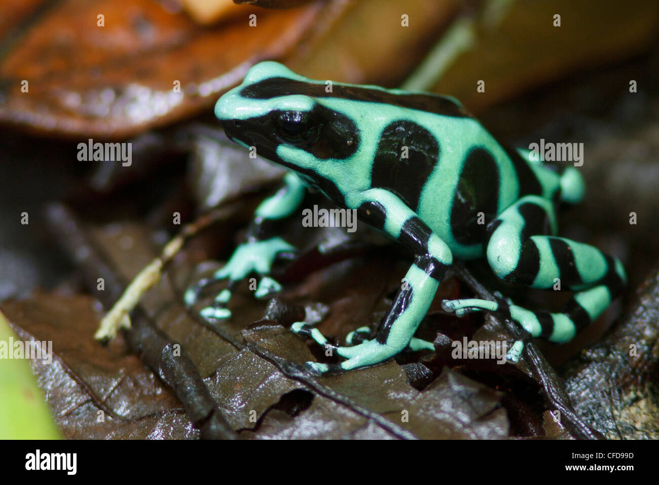 Verde e nero Poison Dart Frog arroccato nella figliata di foglia nella foresta pluviale del Costa Rica. Foto Stock