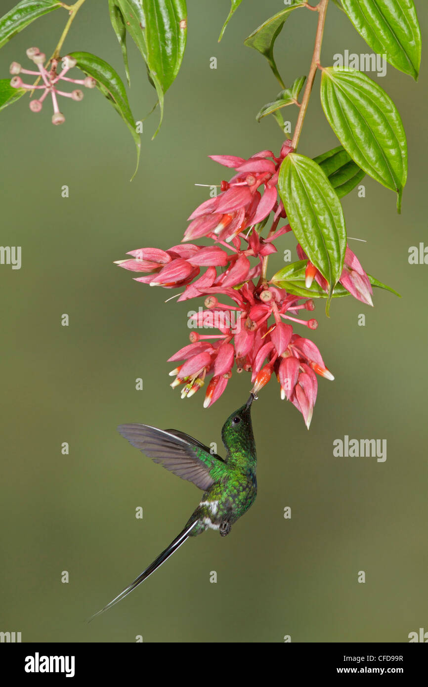 Verde (Thorntail Discosura conversii) battenti e alimentando ad un fiore in Costa Rica. Foto Stock