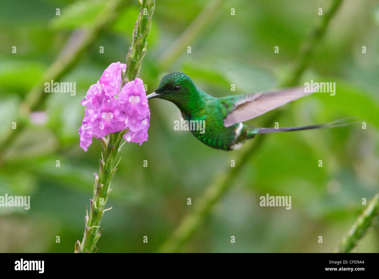 Verde (Thorntail Discosura conversii) battenti e alimentando ad un fiore in Costa Rica. Foto Stock