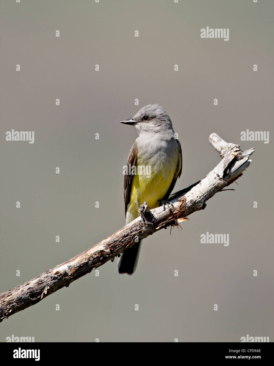Western kingbird (Tyrannus verticalis), Okanogan County, nello Stato di Washington, Stati Uniti d'America, Foto Stock