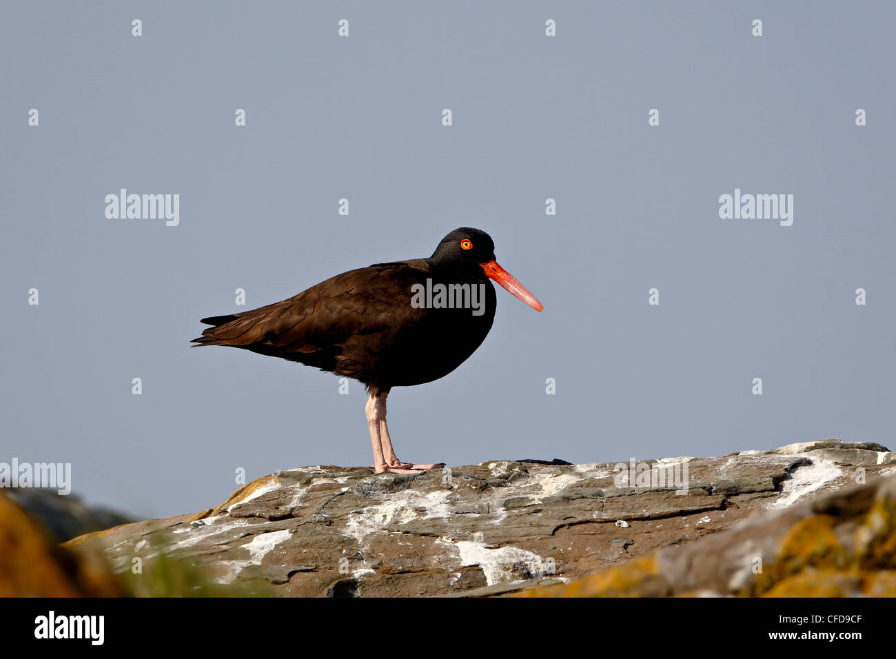 American,oystercatcher (nero oystercatcher) (Haematopus bachmani), Mandarte Isola, British Columbia, Canada Foto Stock