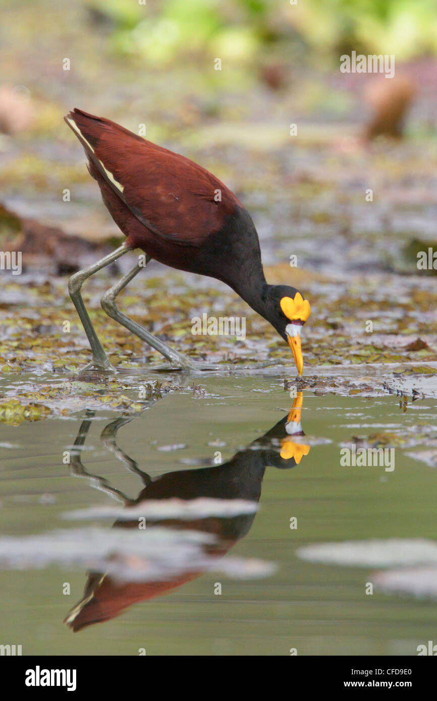 Nord (Jacana Jacana spinosa) in una zona umida in Costa Rica. Foto Stock