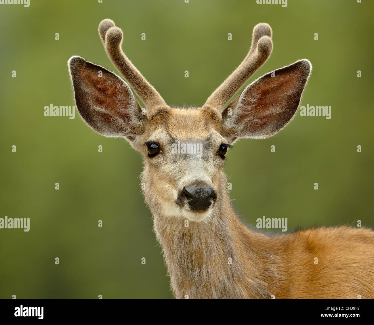 Mule Deer (Odocoileus hemionus) buck in velluto, Jasper National Park, Alberta, Canada, Foto Stock
