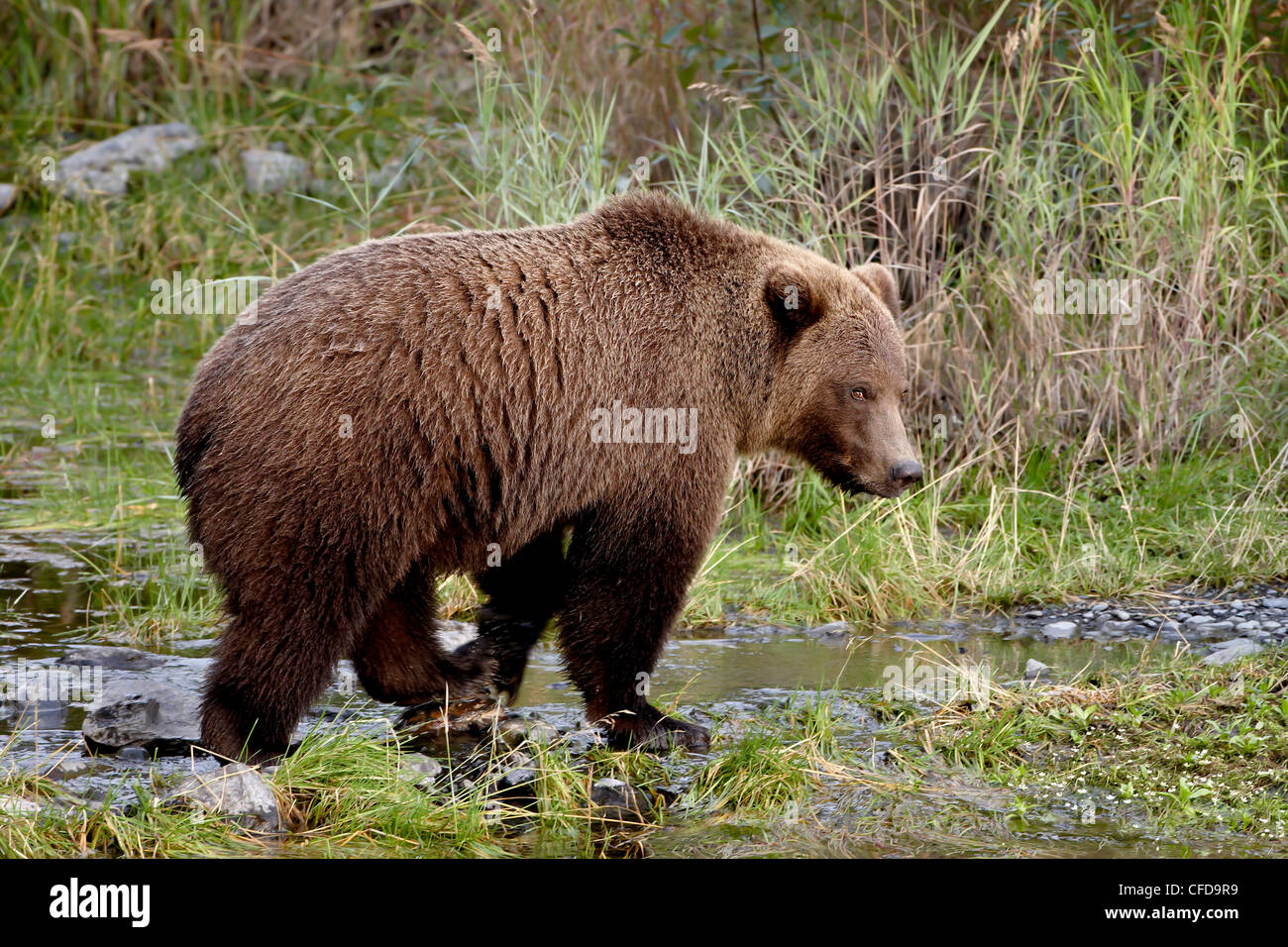 Orso grizzly (Ursus arctos horribilis) (costiere orso bruno), Kenai National Wildlife Refuge, Alaska, Stati Uniti d'America Foto Stock