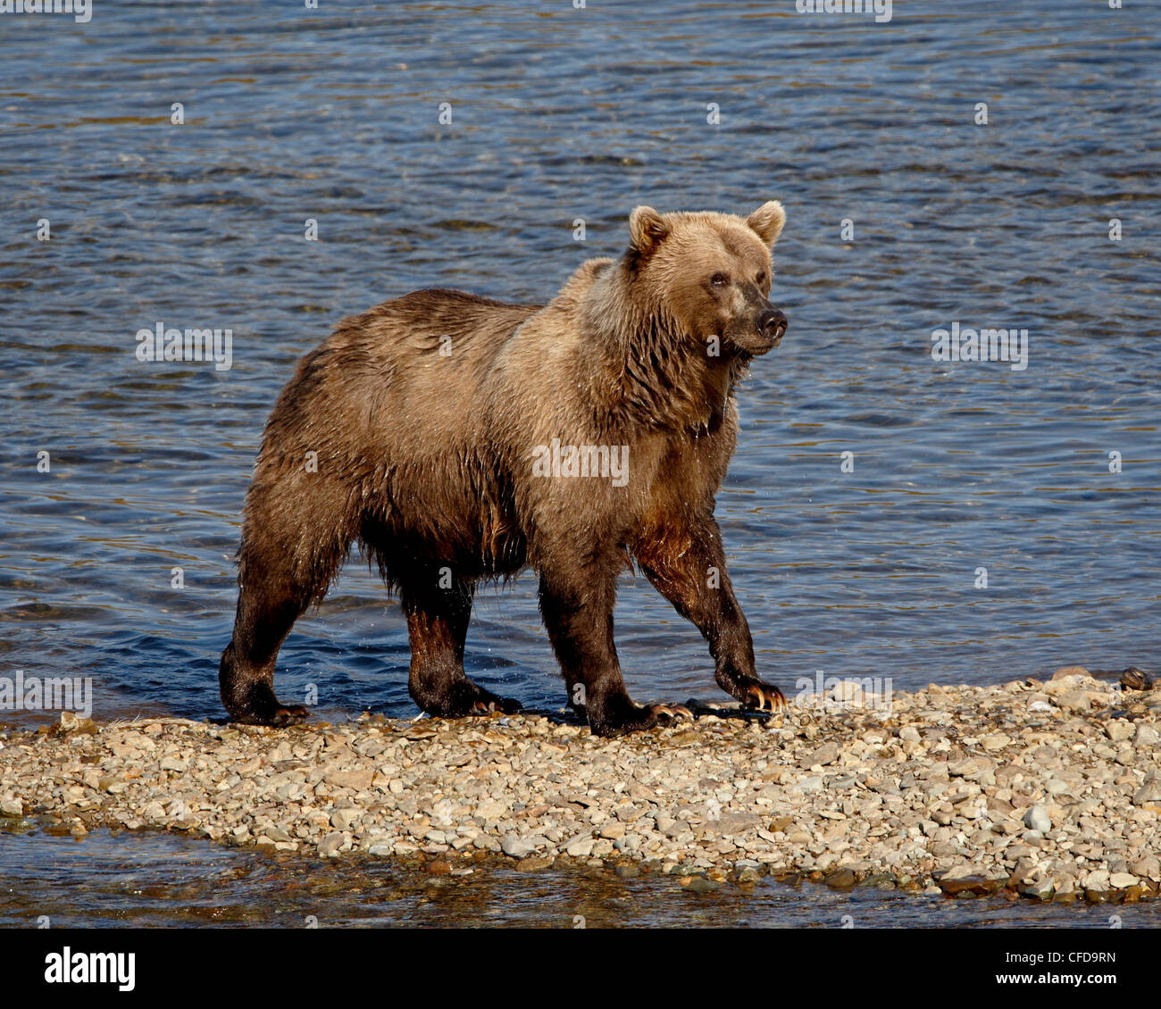 Orso grizzly (Ursus arctos horribilis) (costiere orso bruno), Parco Nazionale e Riserva di Katmai, Alaska, Stati Uniti d'America Foto Stock