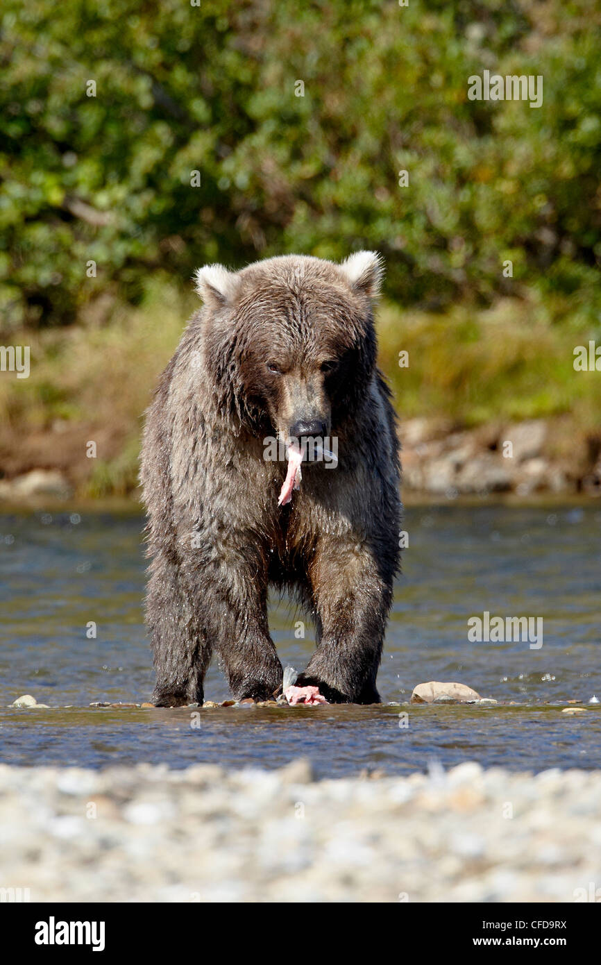 Orso grizzly (Ursus arctos horribilis) (costiere orso bruno) mangiando un salmone, Parco Nazionale e Riserva di Katmai, Alaska, STATI UNITI D'AMERICA Foto Stock