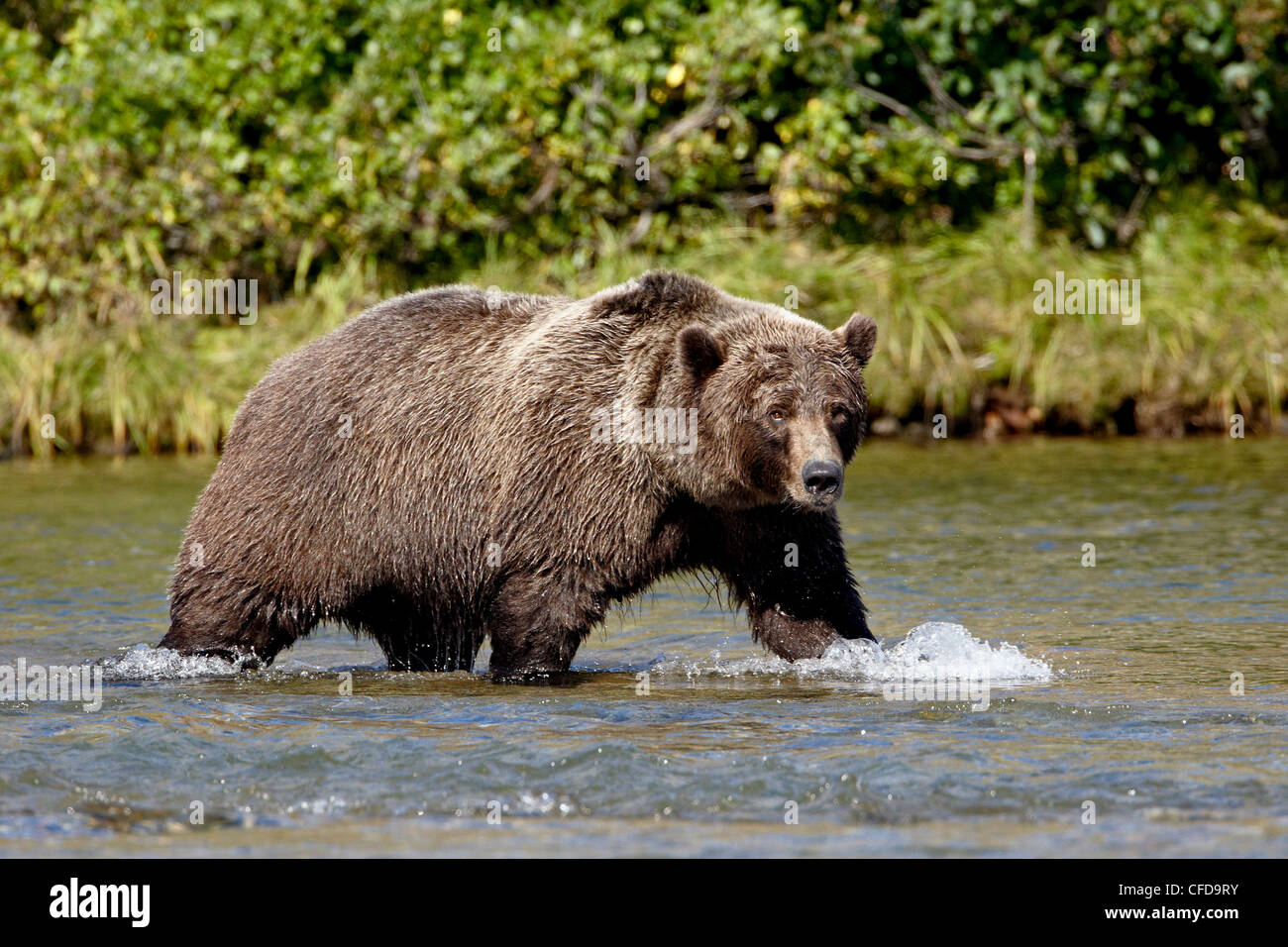 Orso grizzly (Ursus arctos horribilis) (costiere orso bruno) passeggiate in un flusso, Parco Nazionale e Riserva di Katmai, Alaska, STATI UNITI D'AMERICA Foto Stock