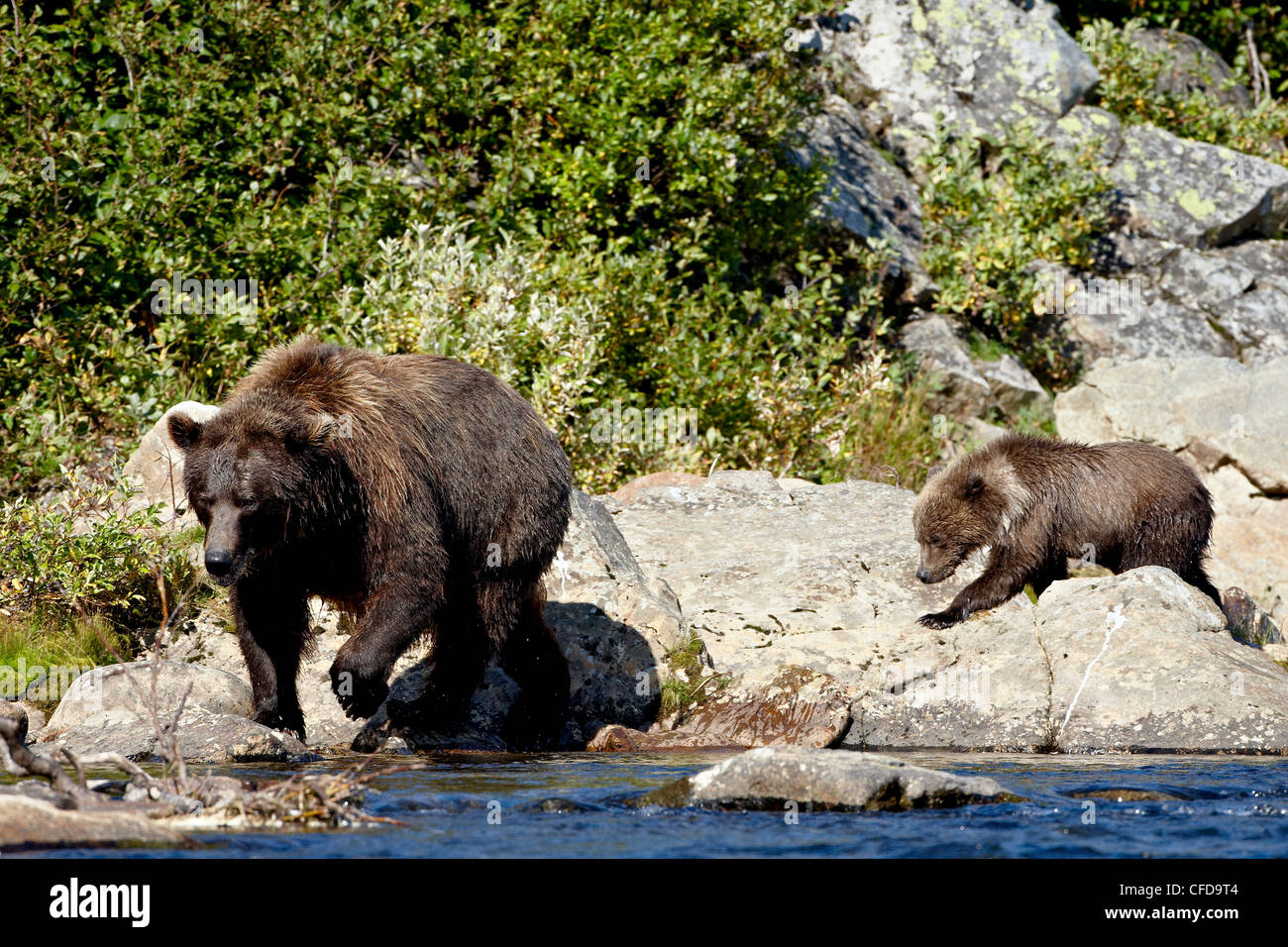 Orso grizzly (Ursus arctos horribilis) SOW e la molla cub, Parco Nazionale e Riserva di Katmai, Alaska, STATI UNITI D'AMERICA Foto Stock