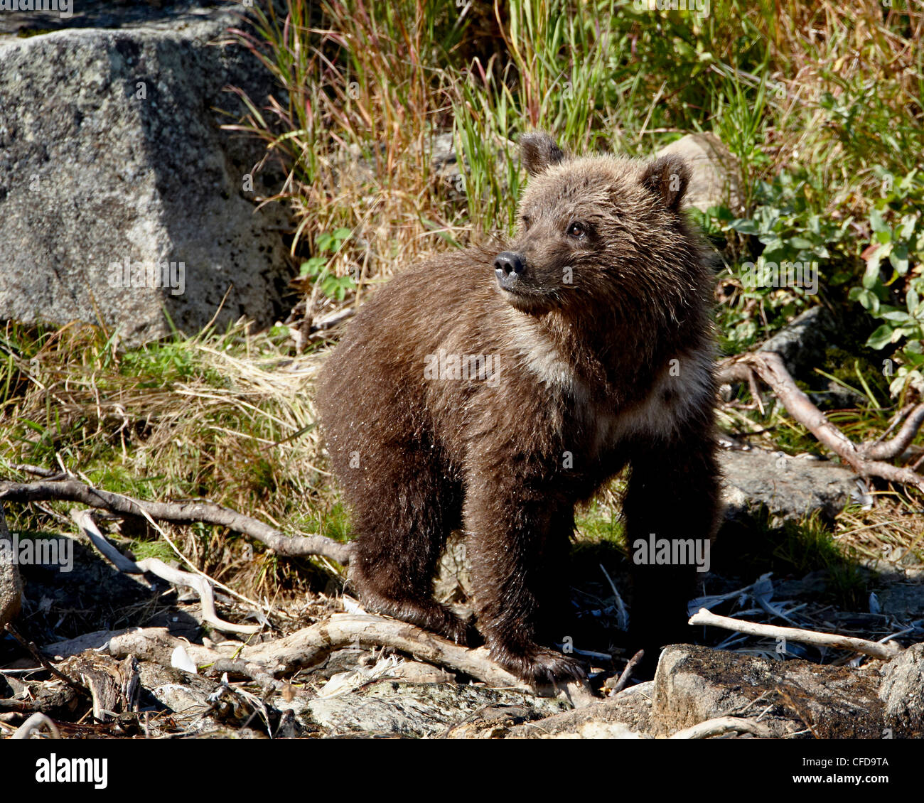 Orso grizzly (Ursus arctos horribilis) (costiere orso bruno) cub, Parco Nazionale e Riserva di Katmai, Alaska, STATI UNITI D'AMERICA Foto Stock