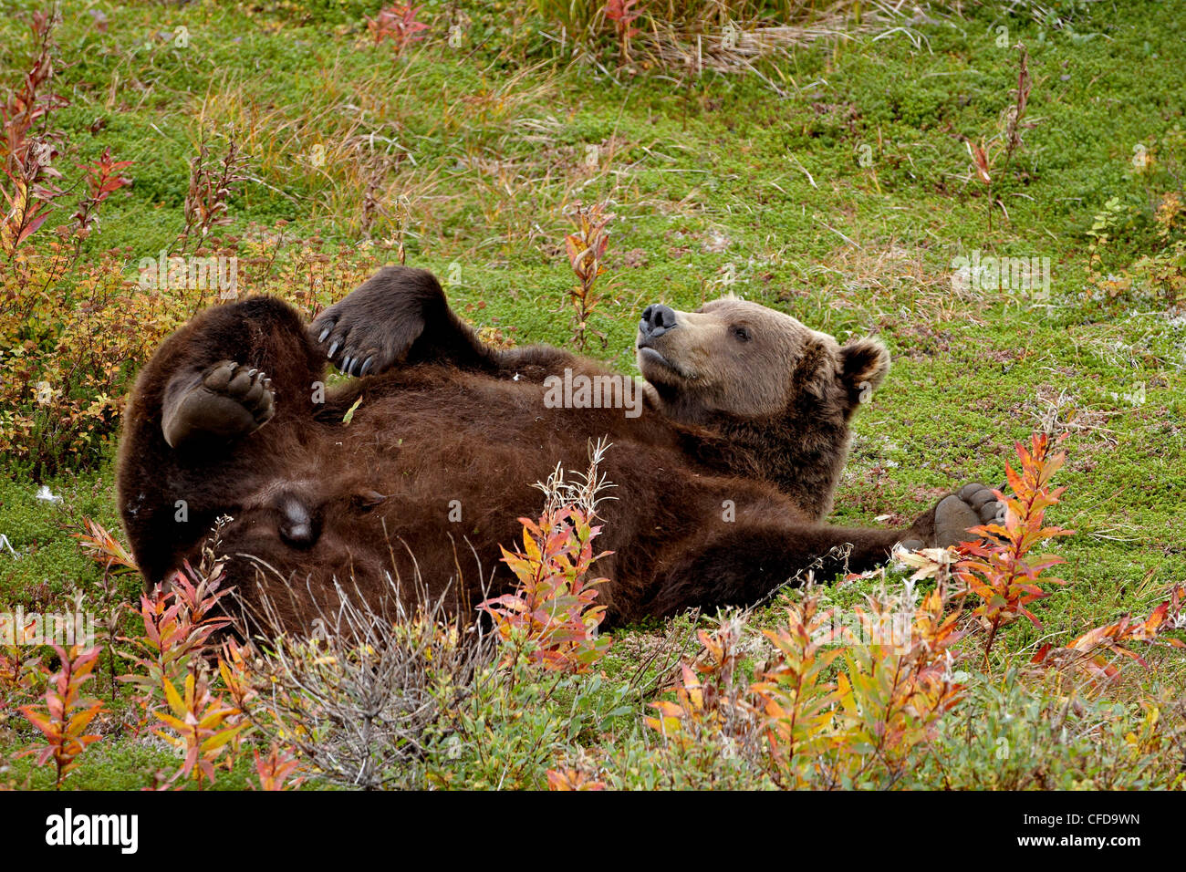 Orso grizzly (Ursus arctos horribilis) (costiere orso bruno), reclinabili Chenik Lago, Katmai Peninsula, Alaska, STATI UNITI D'AMERICA Foto Stock