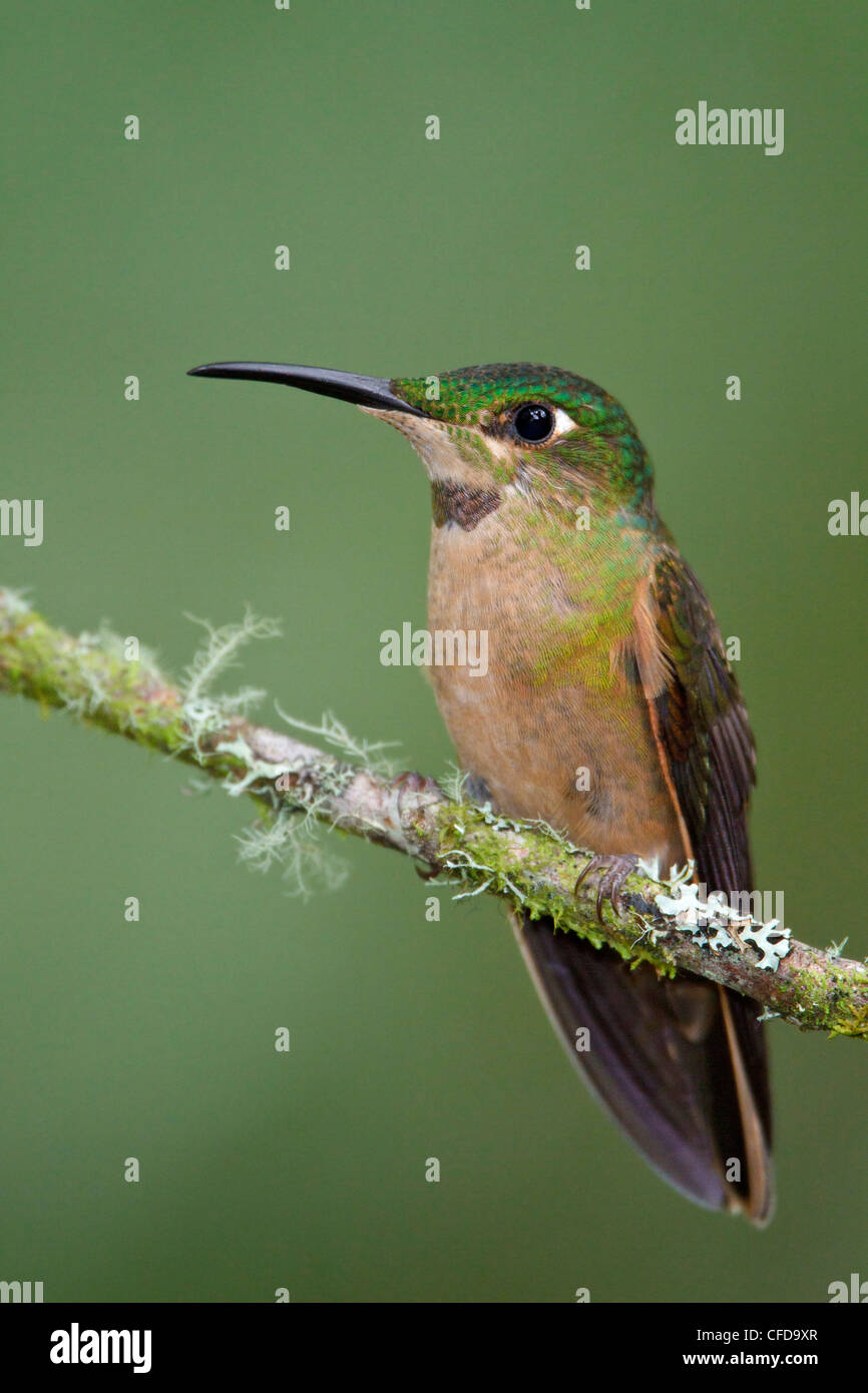 Fawn-breasted brillante (Heliodoxa rubinoides) appollaiato su un ramo in Ecuador. Foto Stock